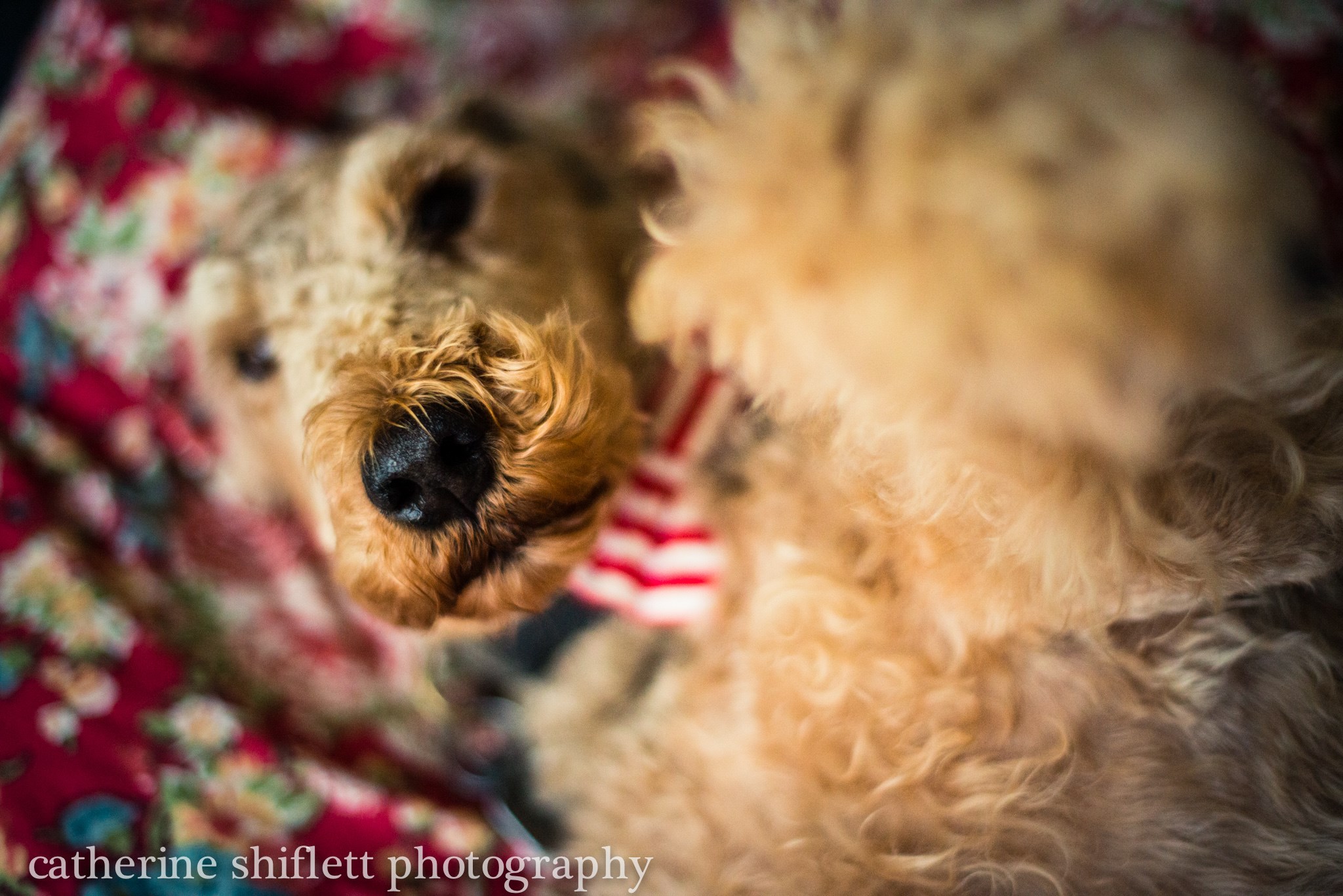 Catherine Shiflett Photography, cute dog in a bowtie, shot on Nikon D800