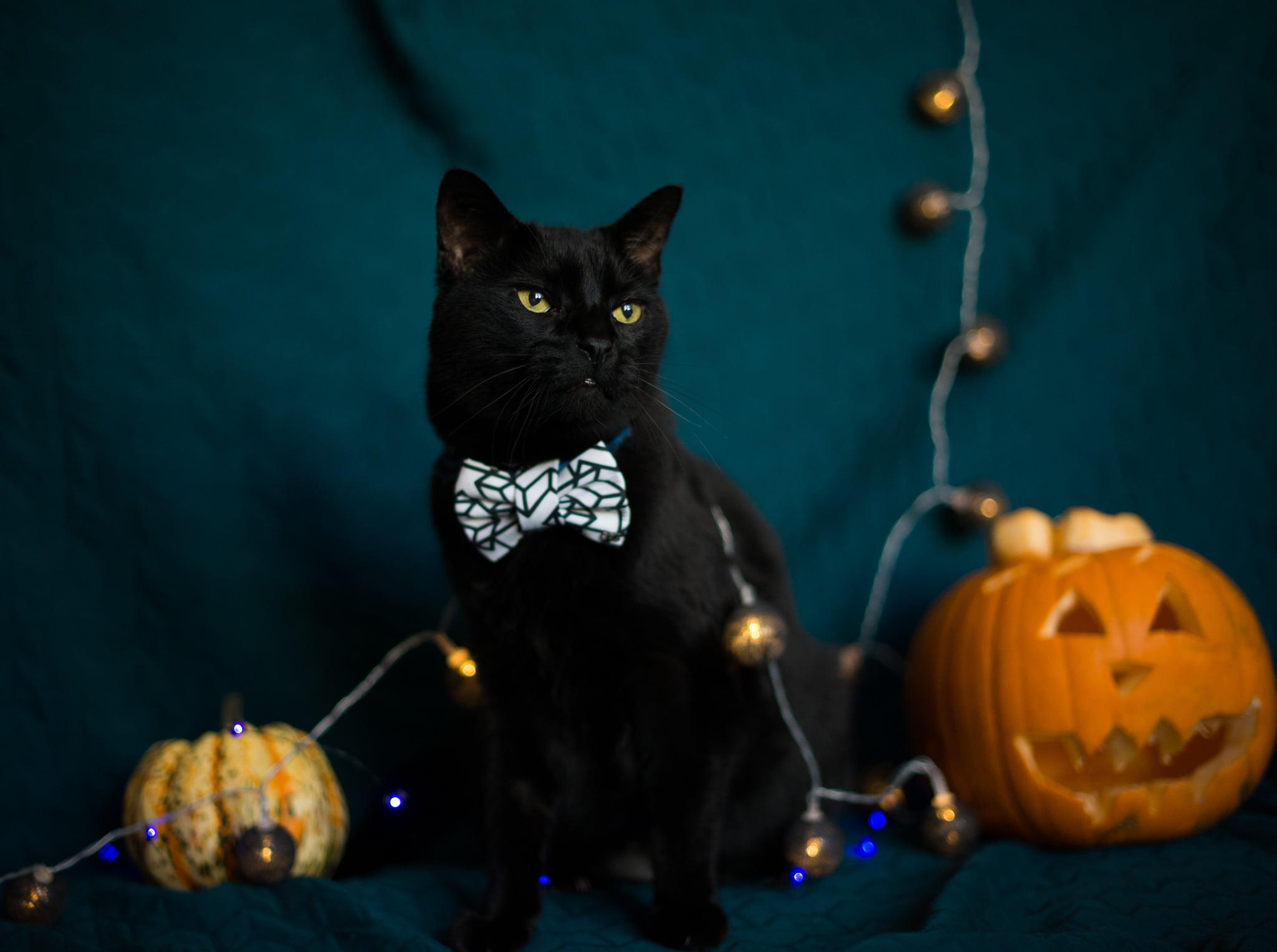 Catherine Shiflett Photography, black cat halloween professional photo shoot, shot on Nikon D800