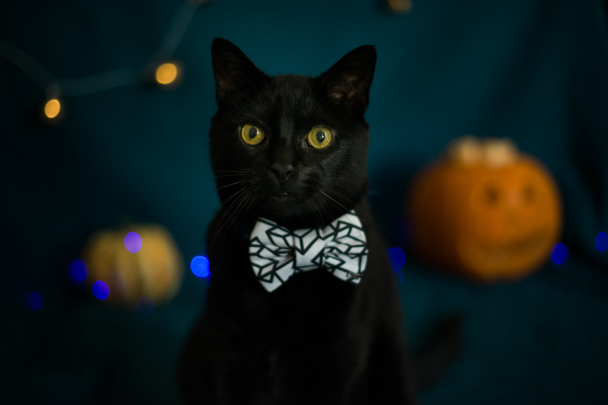 Catherine Shiflett Photography, cute black cat in a bowtie on halloween looking at the camera, shot on Nikon D800