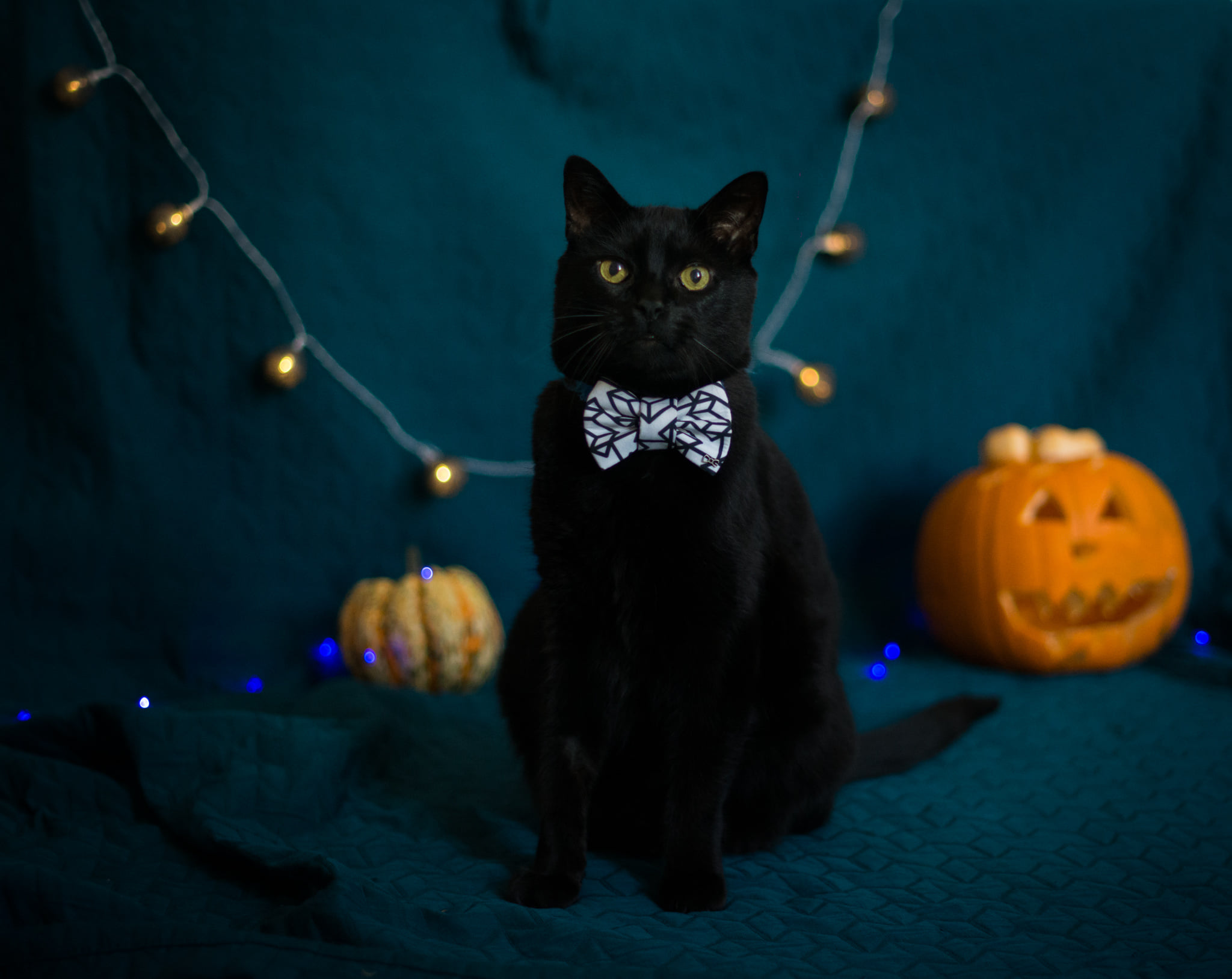 Catherine Shiflett Photography, black cat wearing a bowtie on halloween, shot on Nikon D800