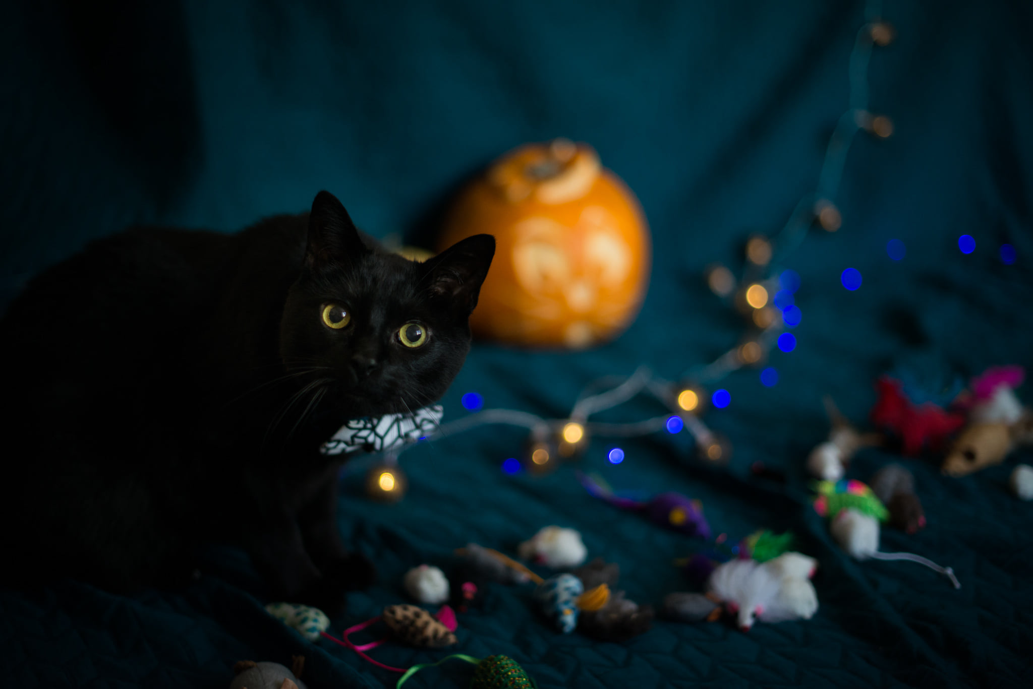 Catherine Shiflett Photography, black cat killing toy mice, shot on Nikon D800