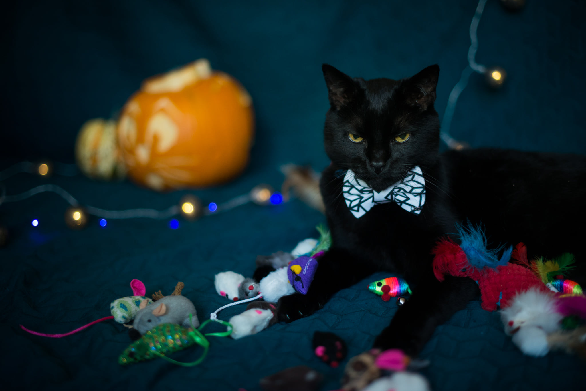 Catherine Shiflett Photography, black cat with his mice, shot on Nikon D800