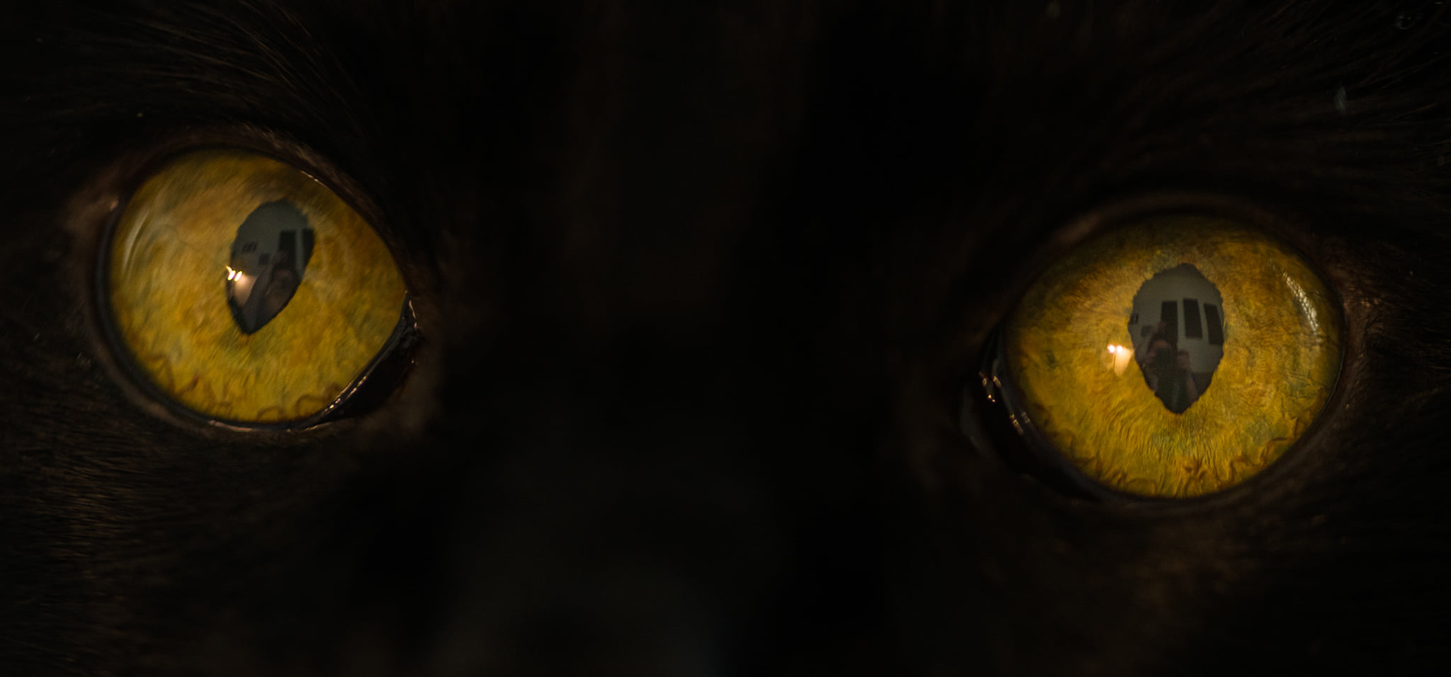 Catherine Shiflett Photography, black cat with yellow eyes, close-up, shot on Nikon D800