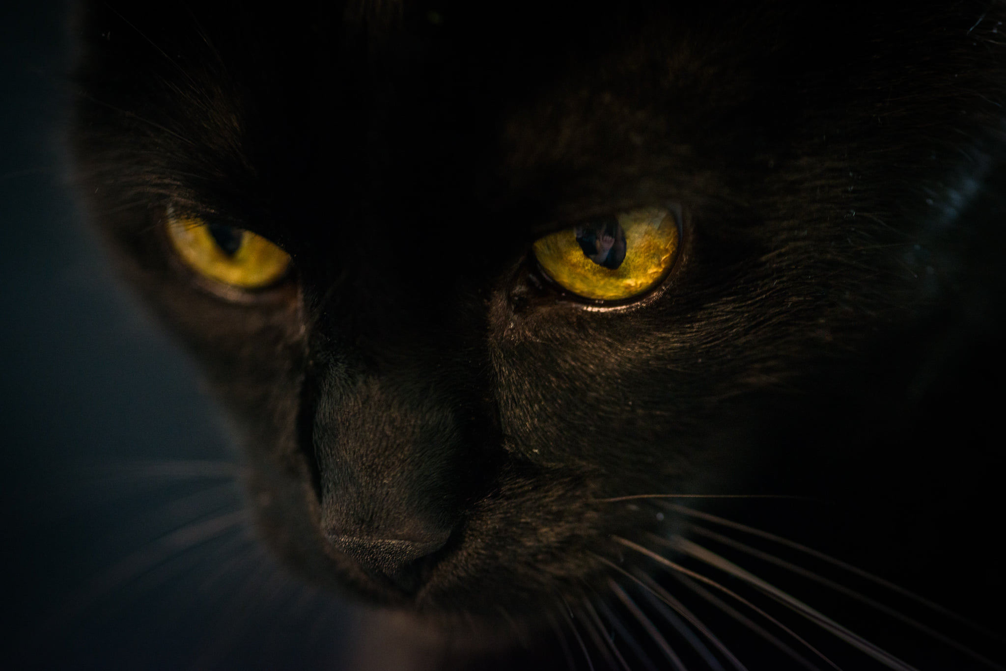 Catherine Shiflett Photography, black cat with yellow eyes, shot on Nikon D800