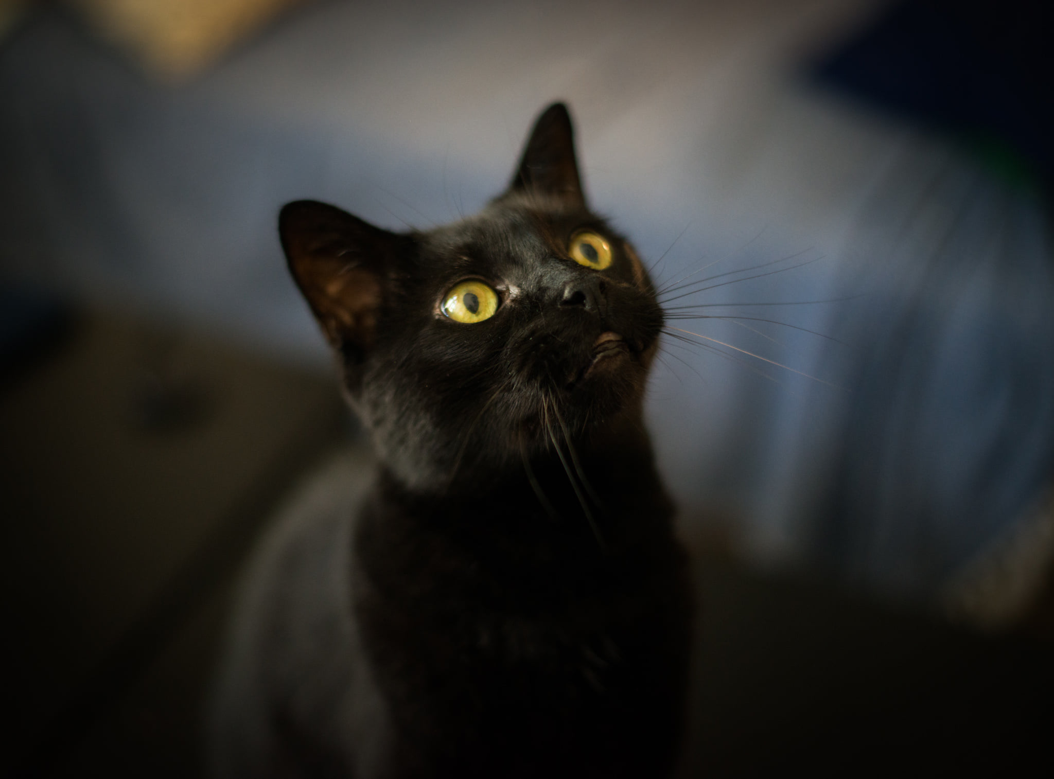 Catherine Shiflett Photography, elegant black cat looking up, shot on Nikon D800