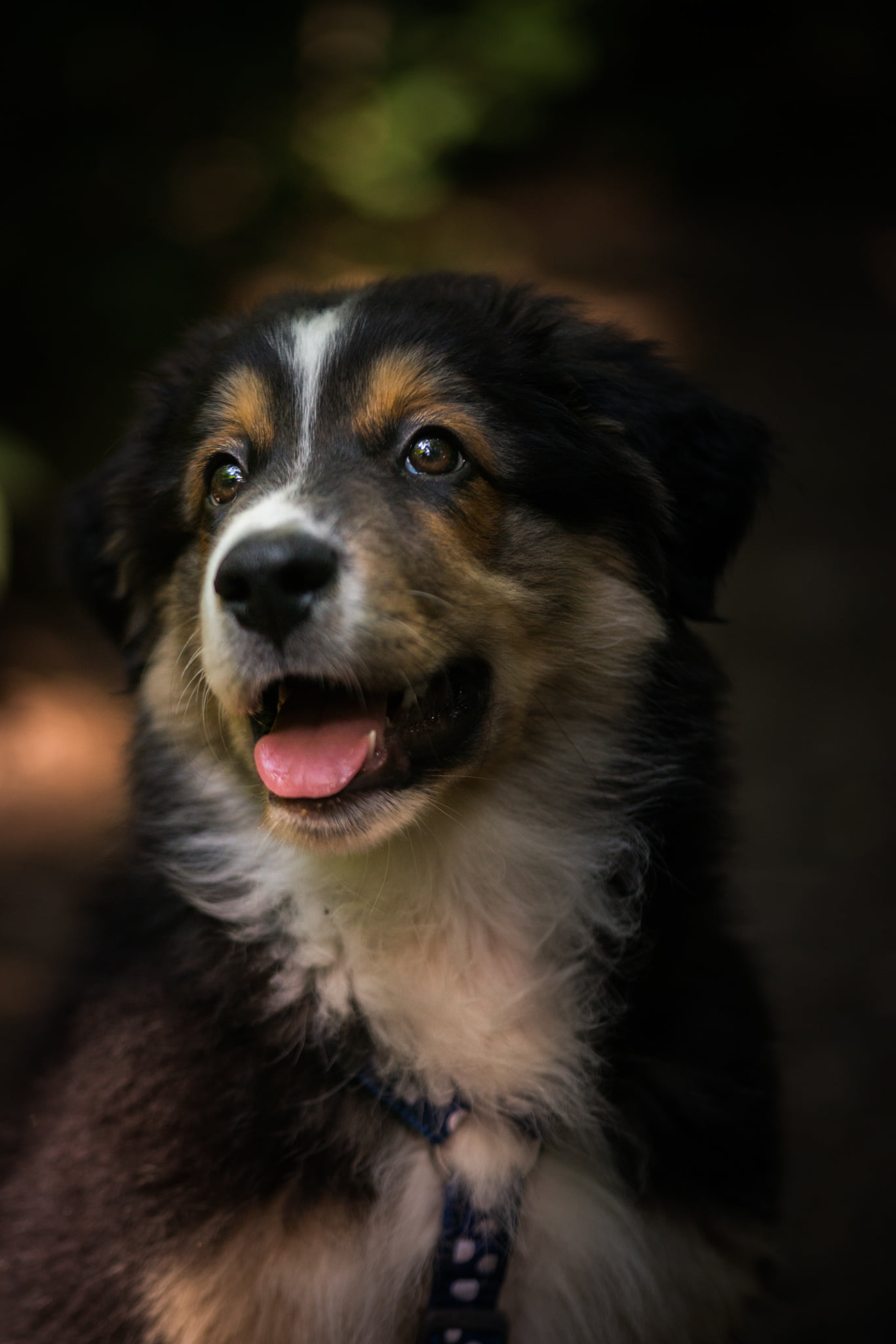 Catherine Shiflett Photography, australian shepherd puppy, shot on Nikon D800