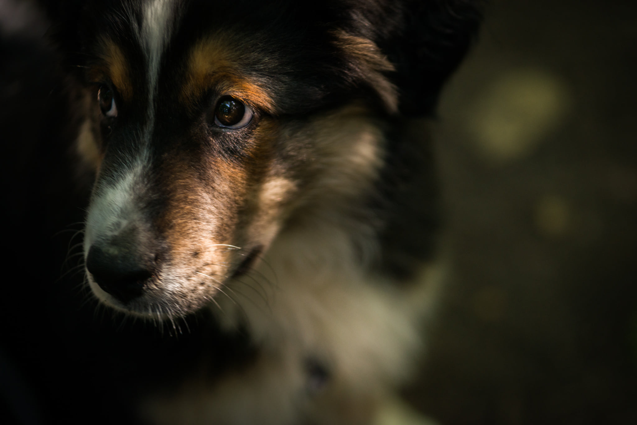 Catherine Shiflett Photography, australian shepherd puppy, shot on Nikon D800