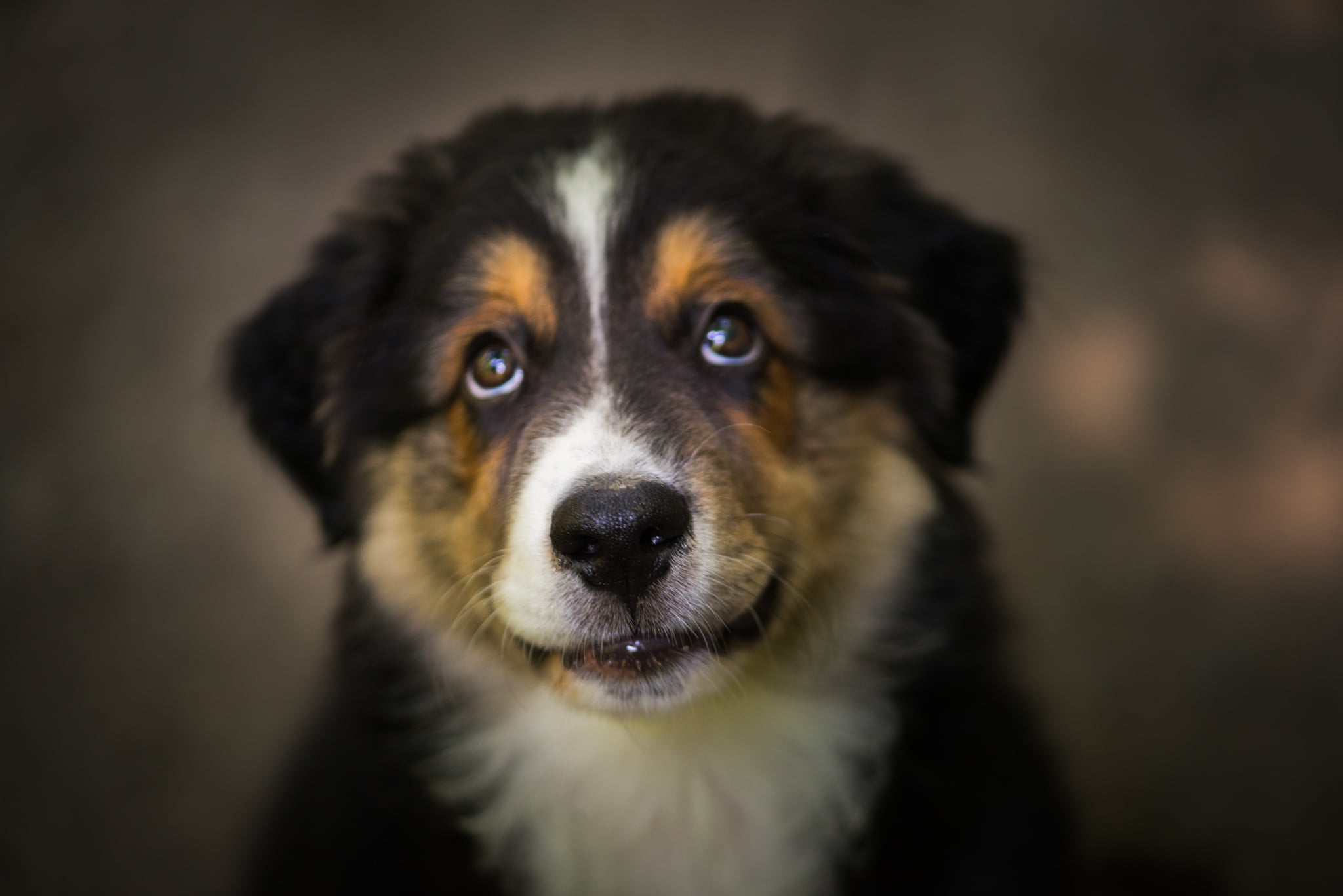 Catherine Shiflett Photography, Australian Shepherd puppy, shot on Nikon D800