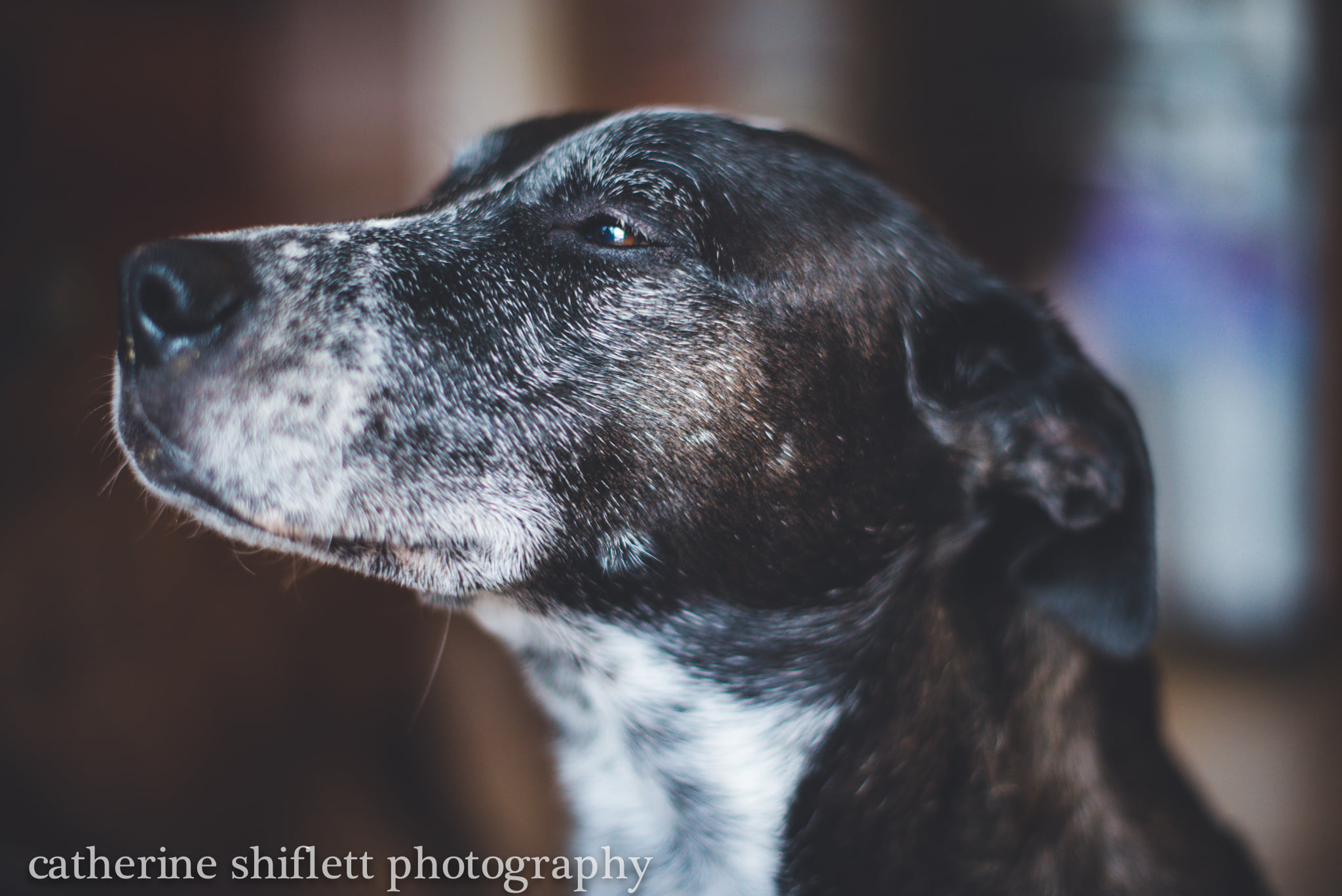 Catherine Shiflett Photography, Blue heeler, dog, shot on Nikon D800