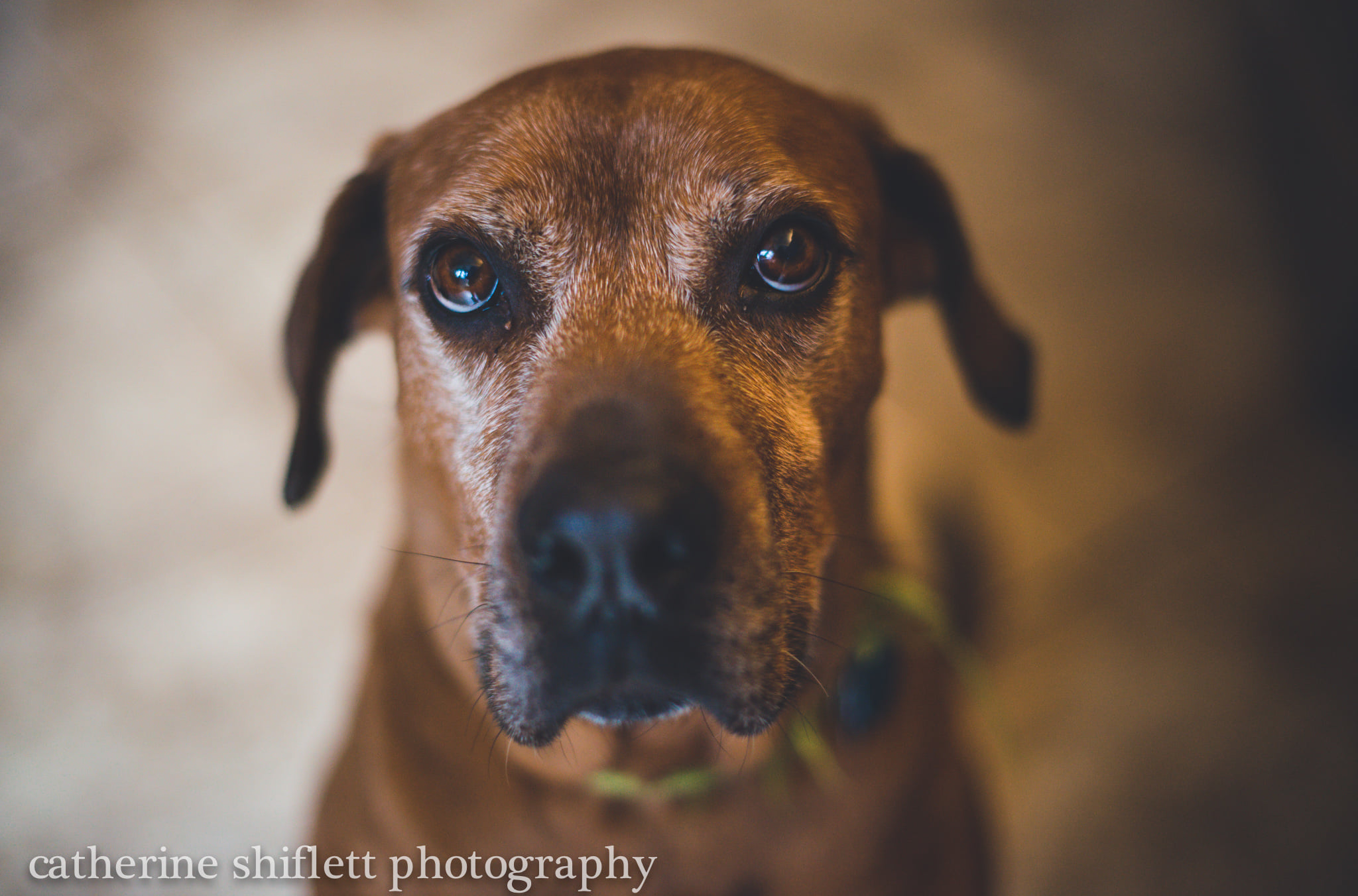 Catherine Shiflett Photography, Rhodesian Ridgeback, shot on Nikon D800