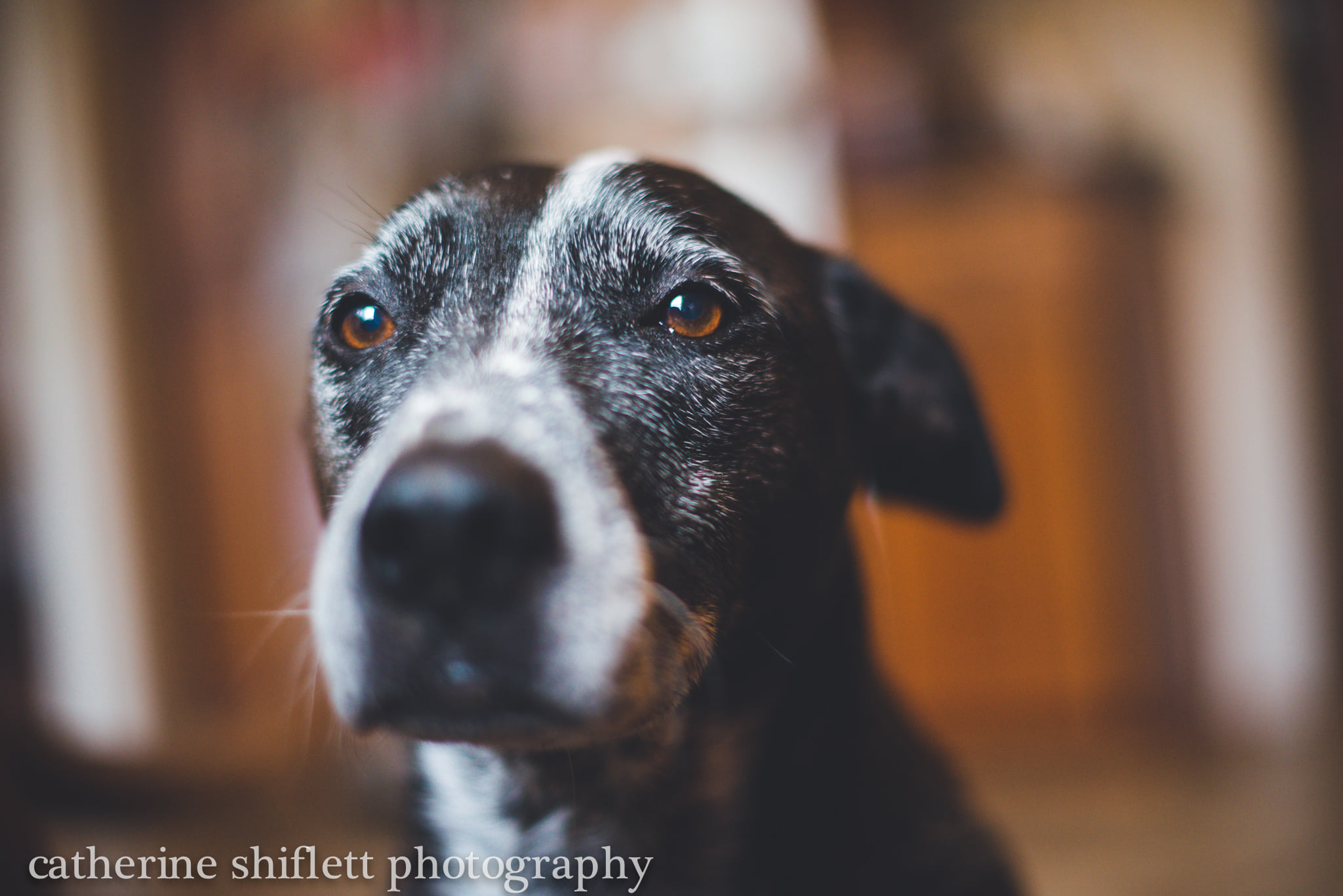 Catherine Shiflett Photography, Blue Heeler looking at the camera, shot on Nikon D800