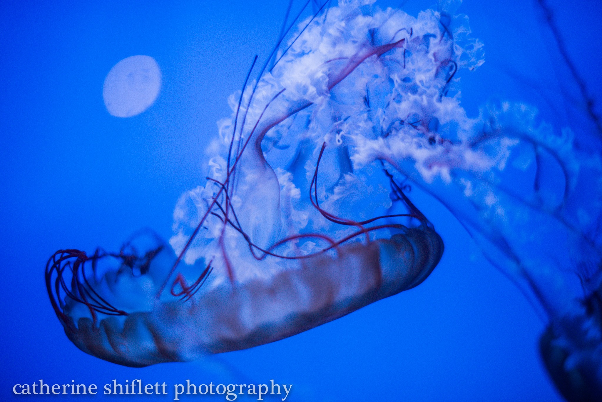 Catherine Shiflett Photography, jellyfish, shot on Nikon D800