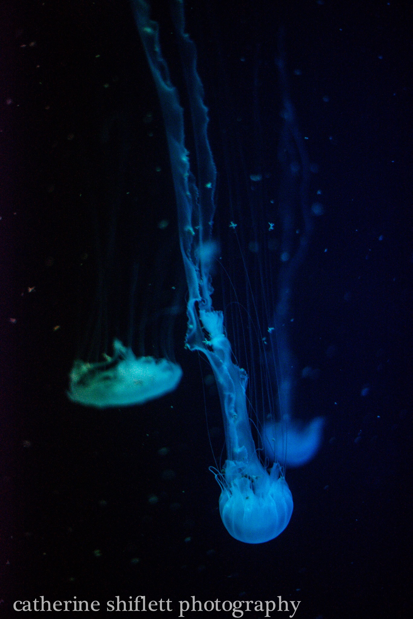 Catherine Shiflett Photography, jellyfish, shot on Nikon D800