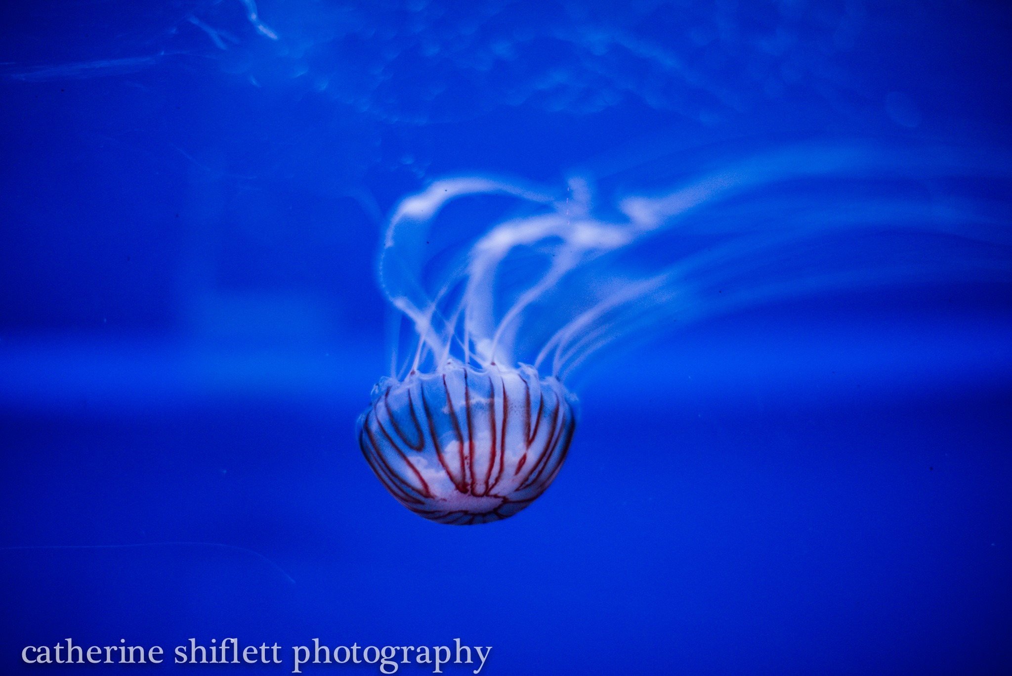 Catherine Shiflett Photography, jellyfish, shot on Nikon D800