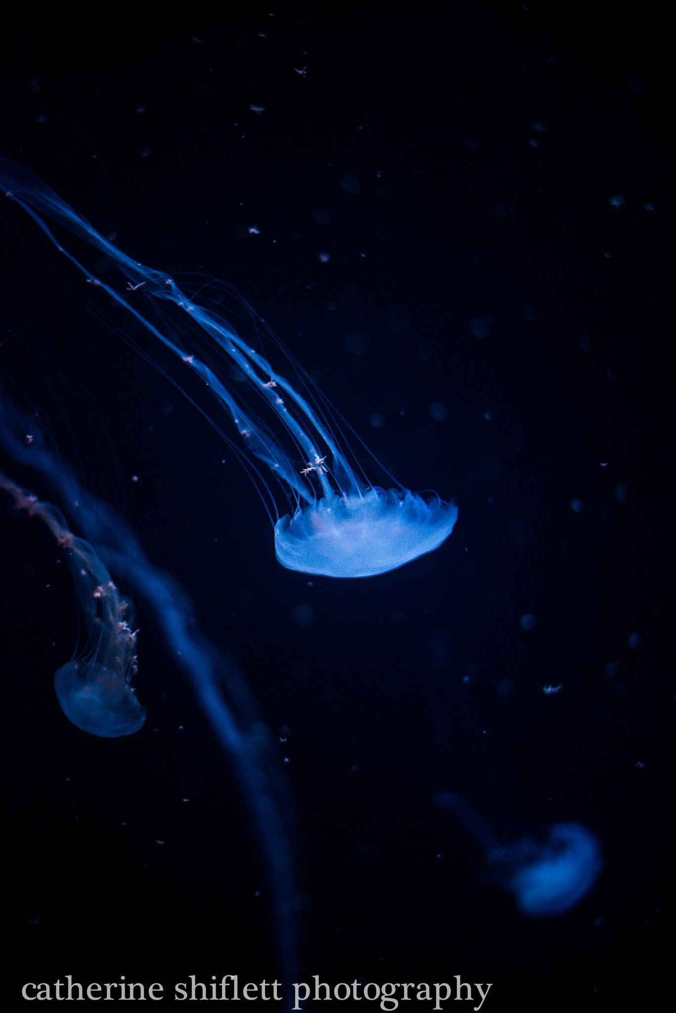 Catherine Shiflett Photography, jellyfish, shot on Nikon D800