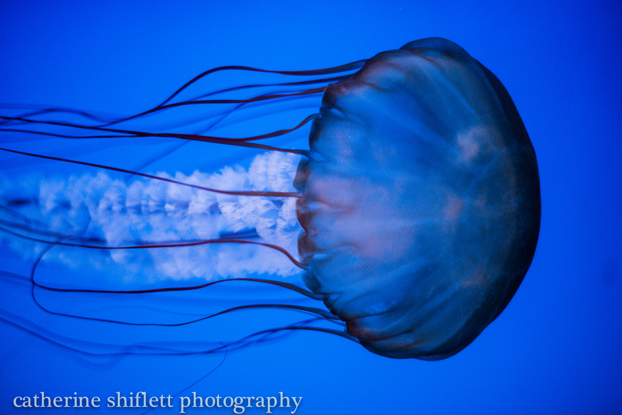 Catherine Shiflett Photography, jellyfish, shot on Nikon D800