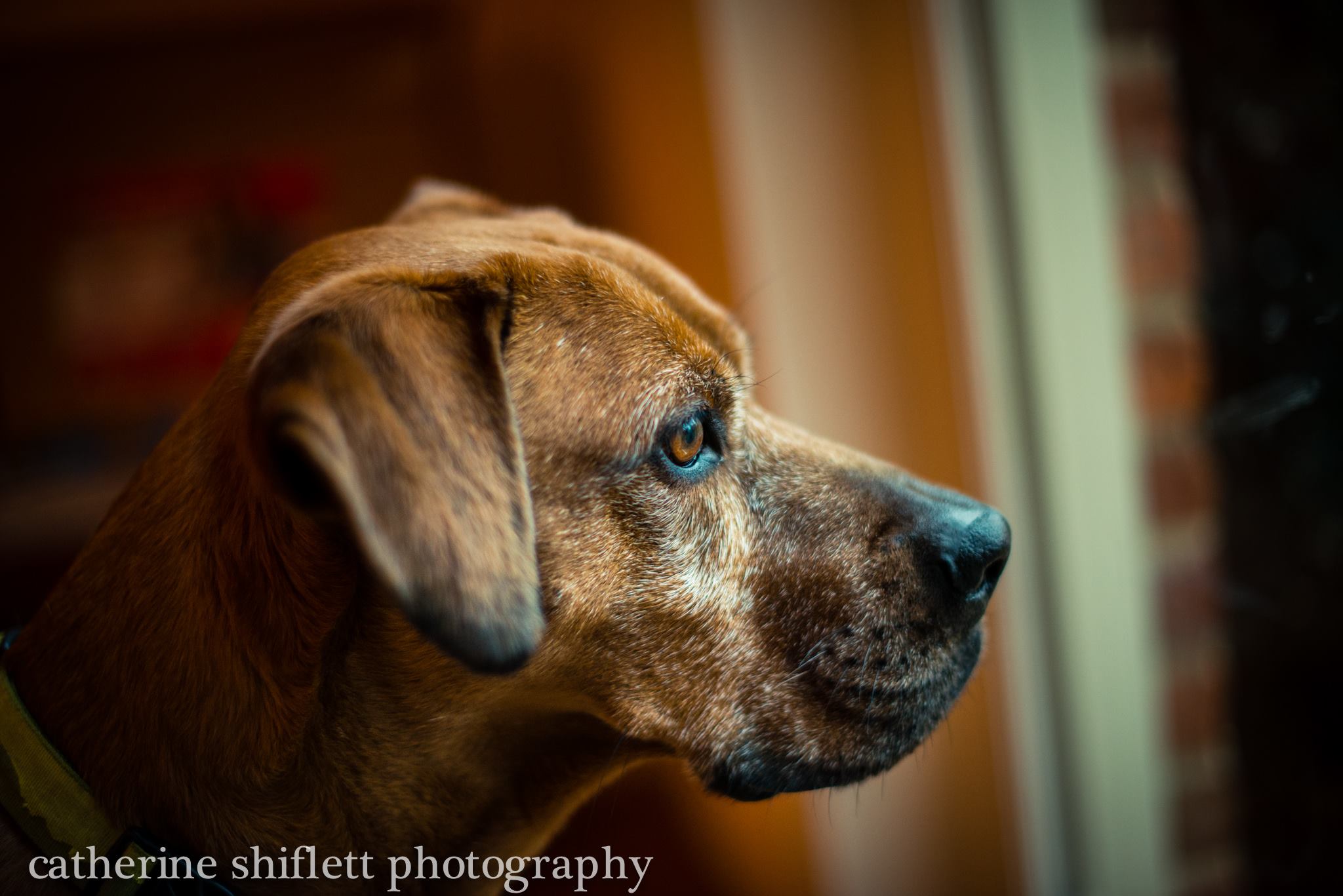 Catherine Shiflett Photography, dog looking out a window, shot on Nikon D800