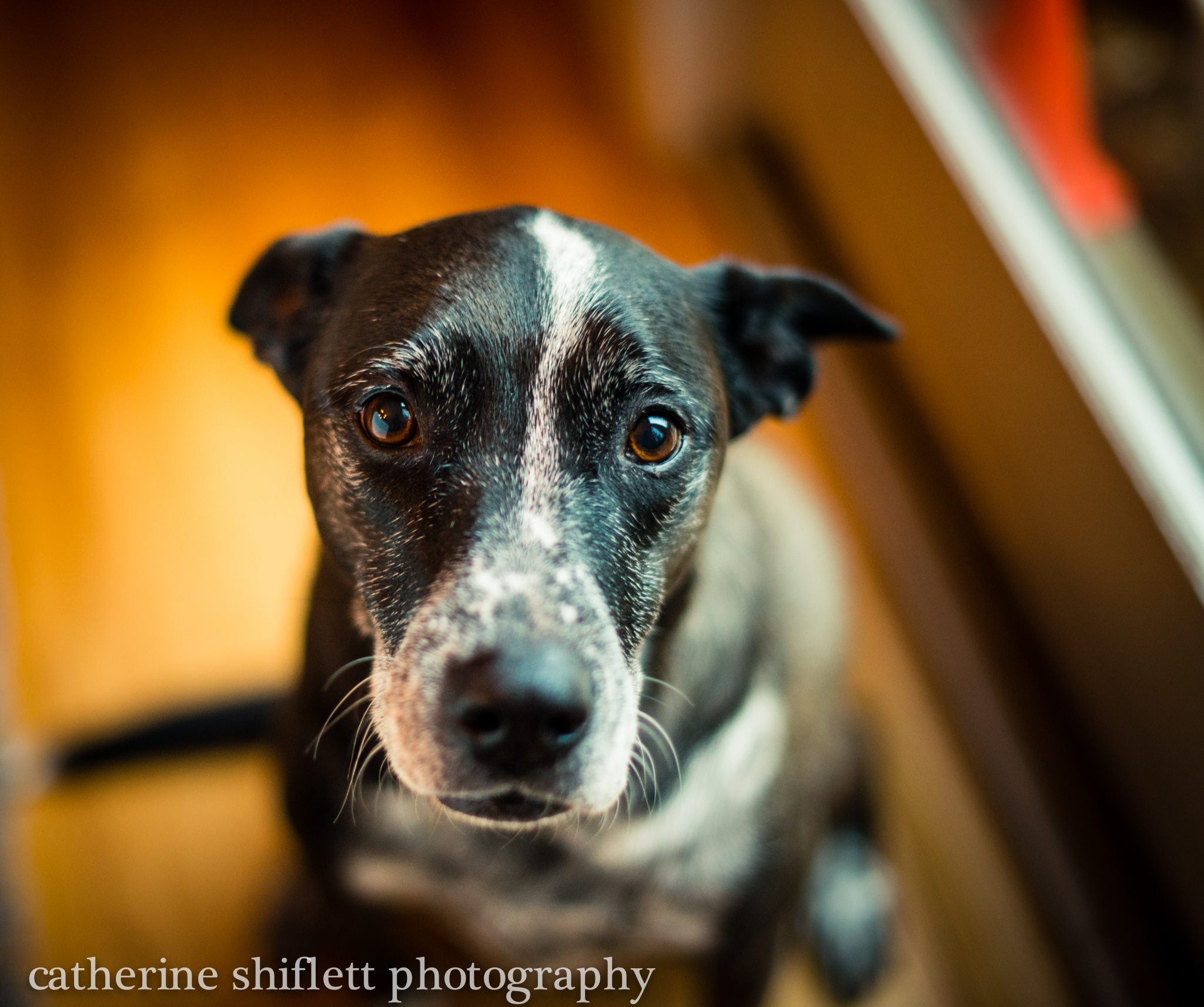 Catherine Shiflett Photography, Blue Heeler, dog, shot on Nikon D800