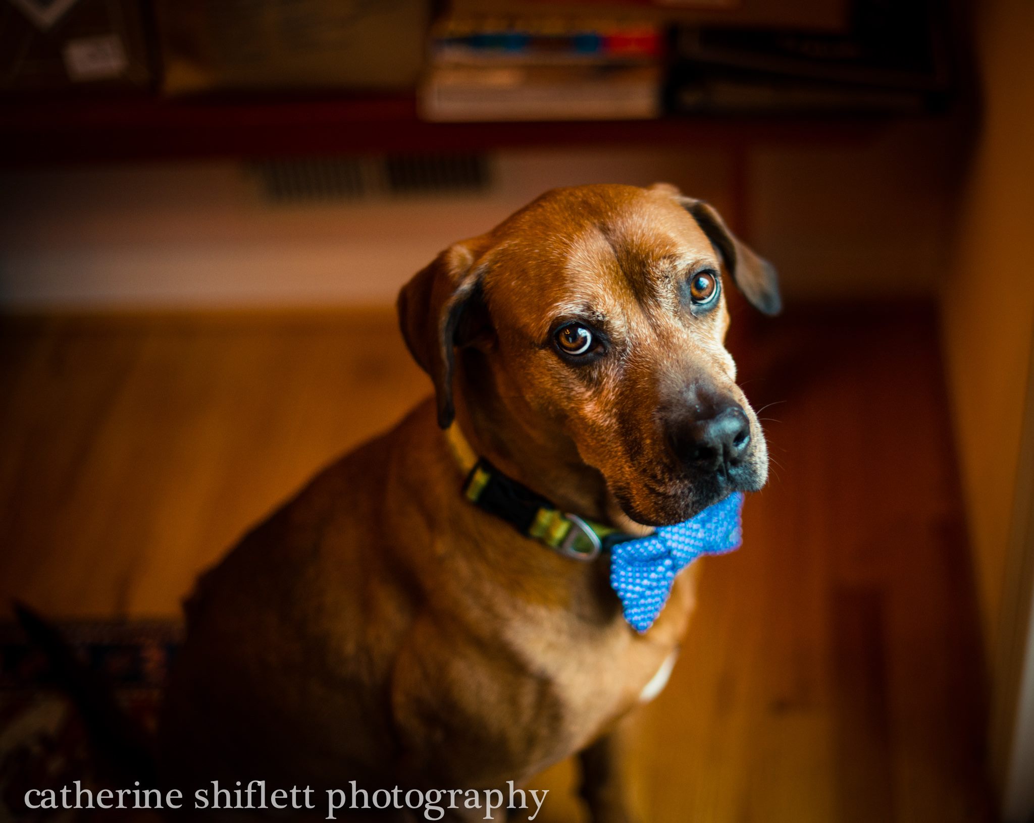 Catherine Shiflett Photography, Rhodesian Ridgebar, Oscar, shot on Nikon D800