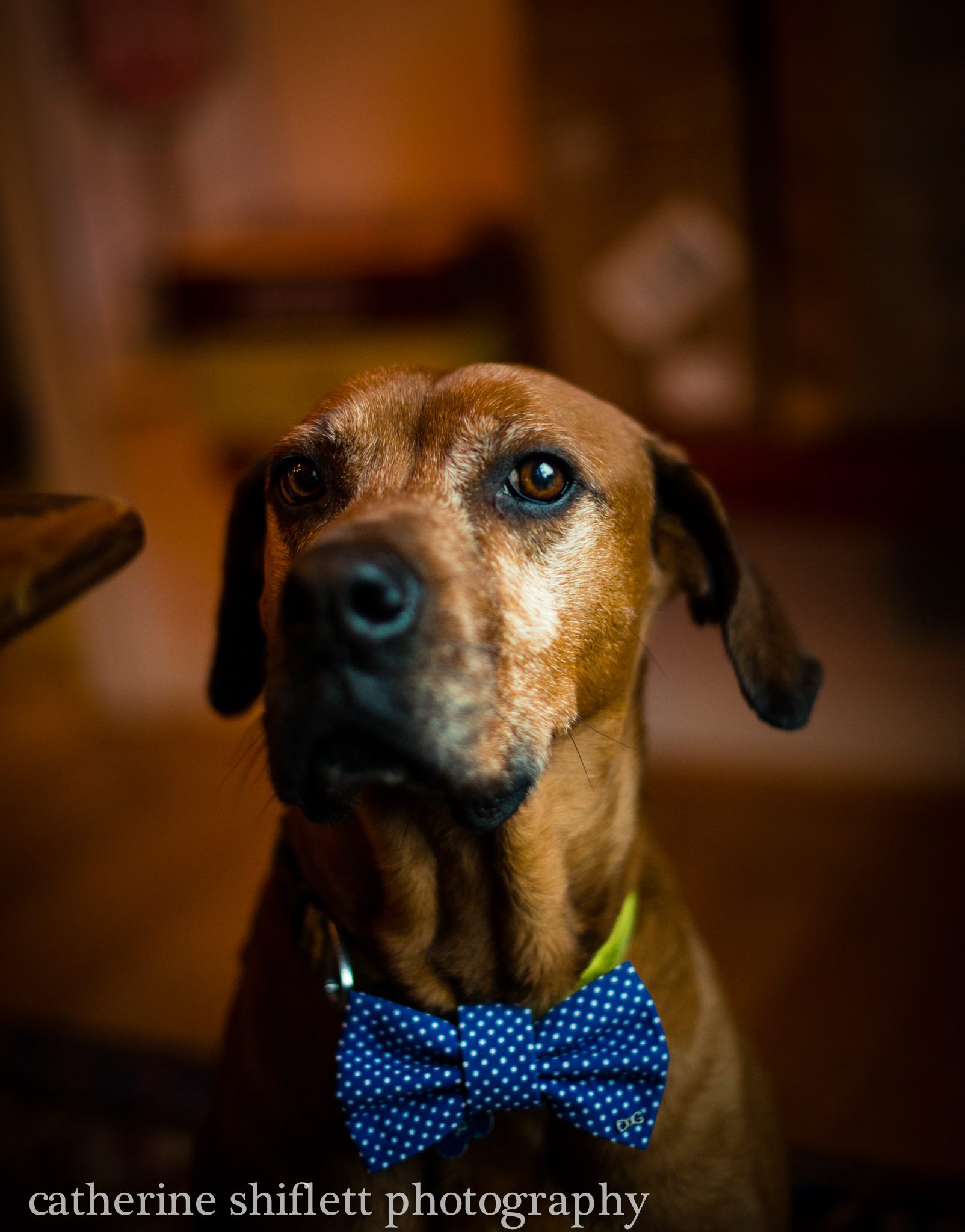 Catherine Shiflett Photography, dog in a bowtie, shot on Nikon D800