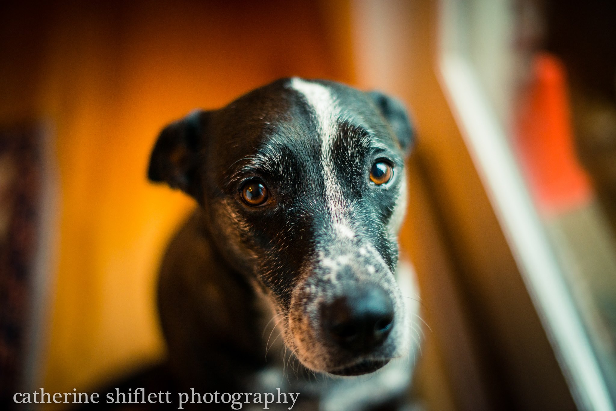 Catherine Shiflett Photography, Blue Heeler, shot on Nikon D800