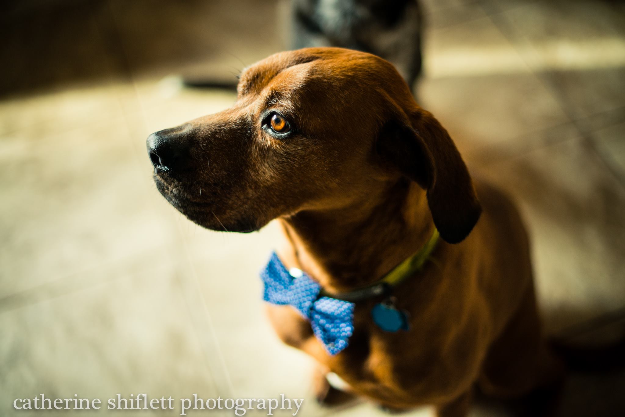 Catherine Shiflett Photography, dog in a bowtie, shot on Nikon D800