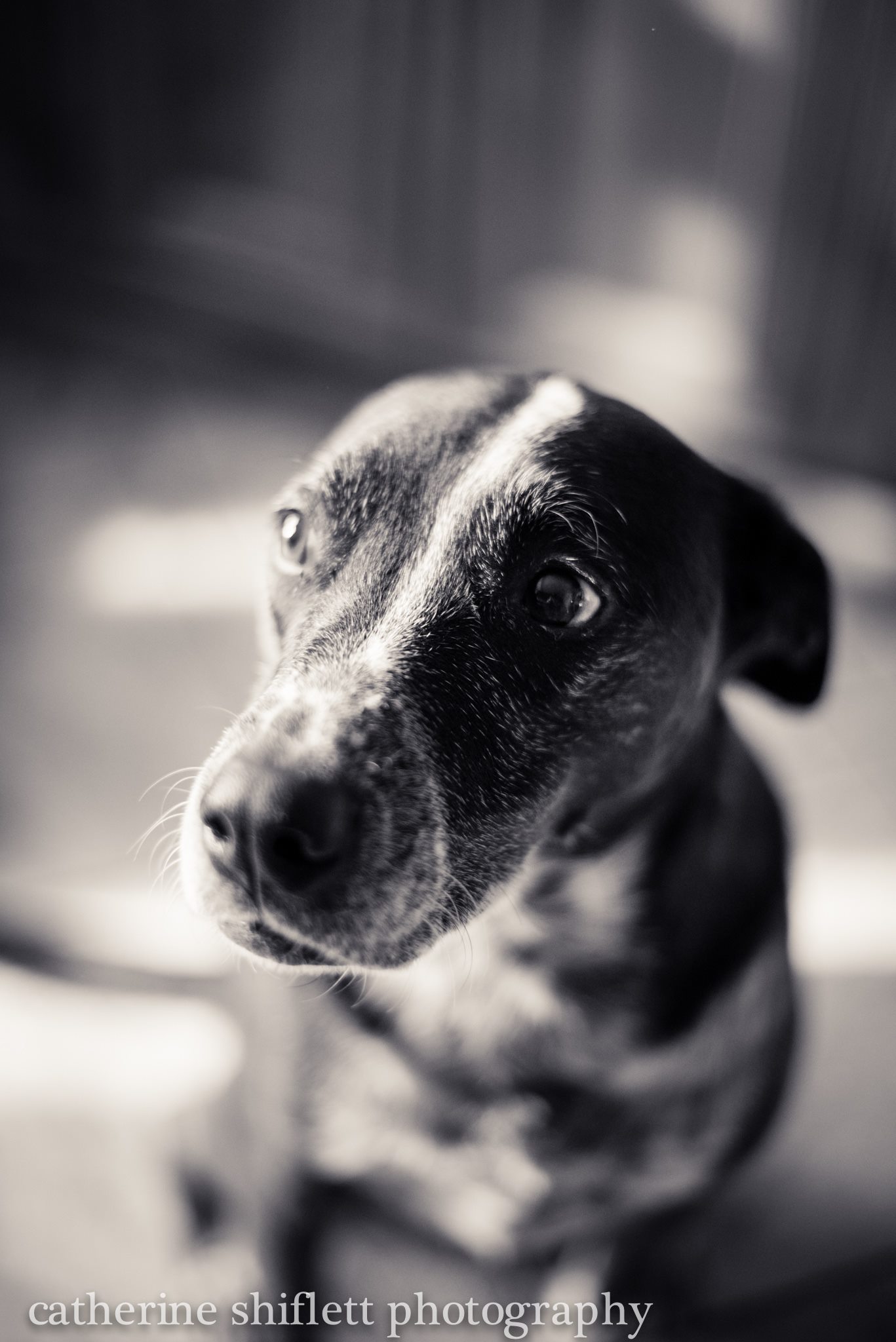 Catherine Shiflett Photography, black and white, blue heeler, shot on Nikon D800