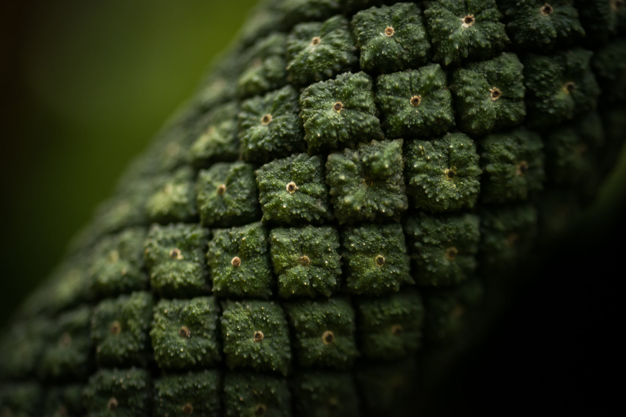 Catherine Shiflett Photography, flora, branch detail, tropical plant, shot on Nikon D800