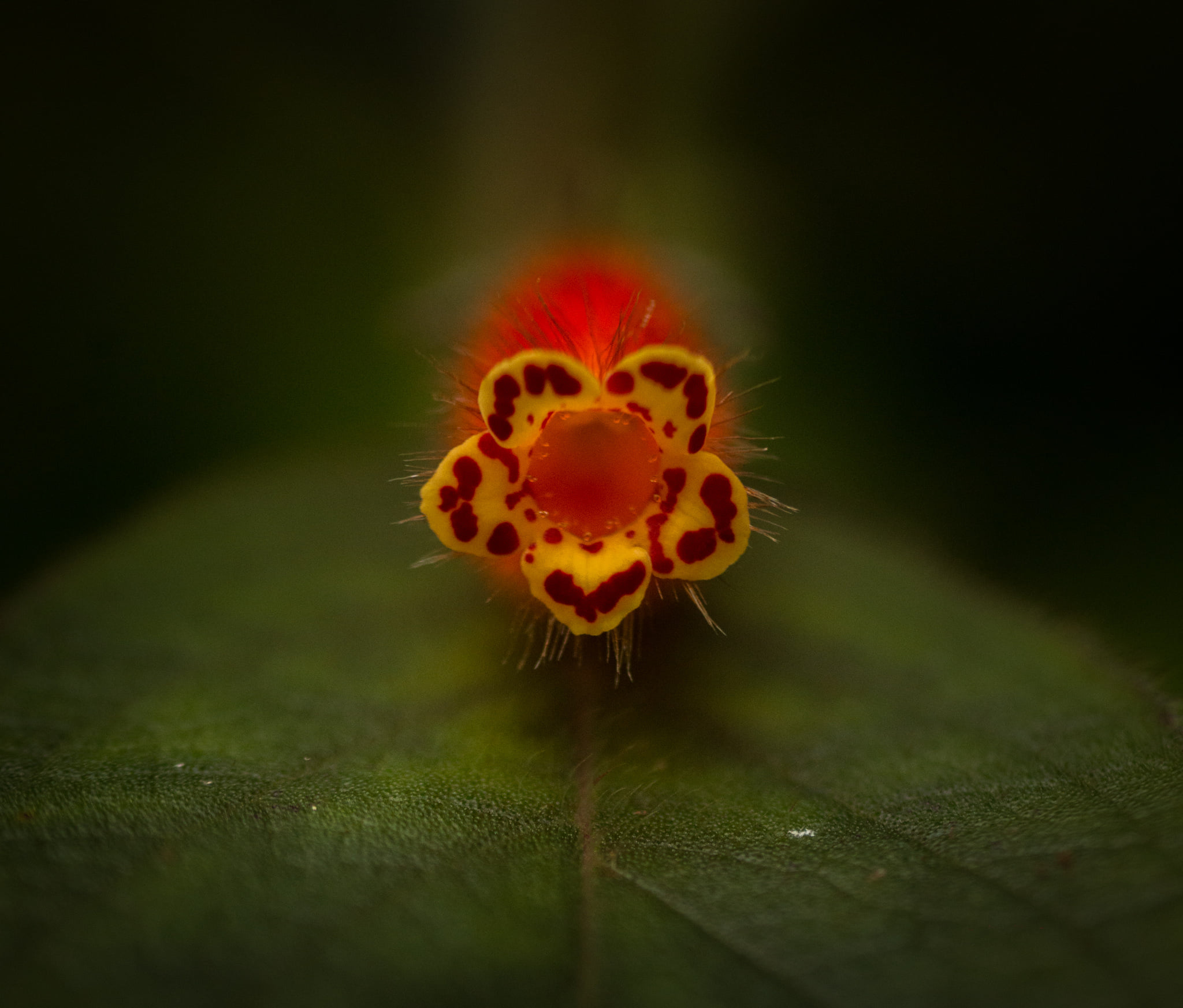 Catherine Shiflett Photography, flora, red and yellow, flower detail, shot on Nikon D800