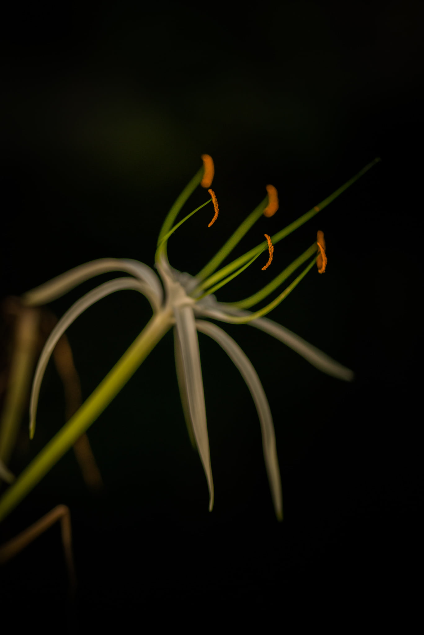 Catherine Shiflett Photography, flora, flower detail, shot on Nikon D800