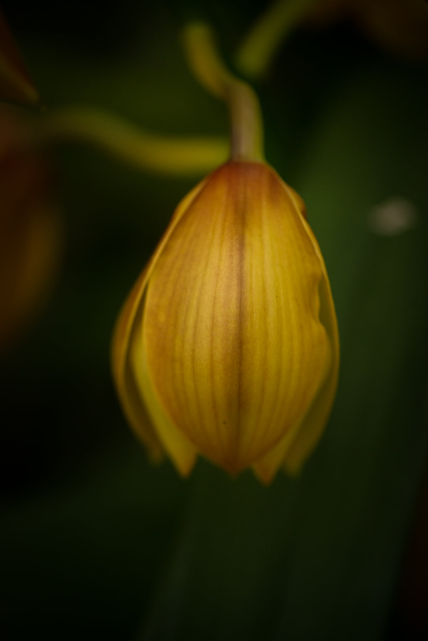 Catherine Shiflett Photography, flora, flower detail, shot on Nikon D800