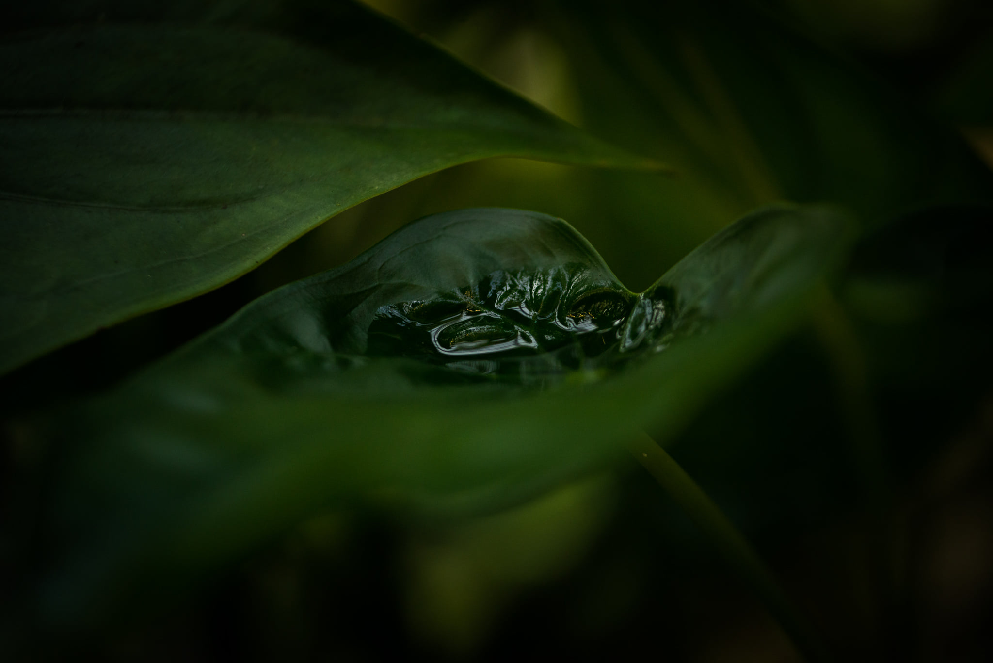 Catherine Shiflett Photography, flora, leaf detail, shot on Nikon D800