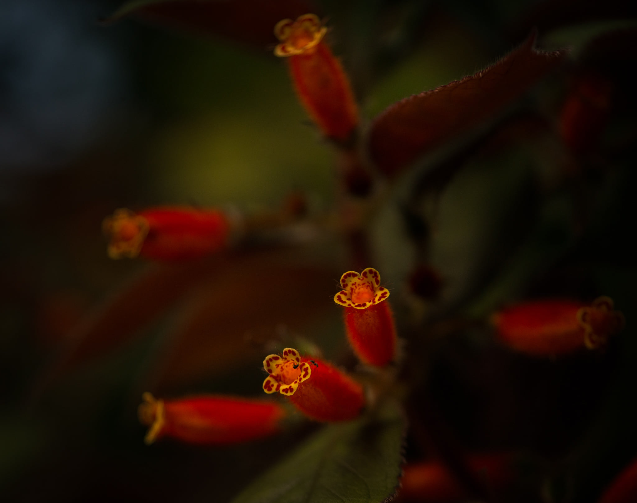 Catherine Shiflett Photography, flora, flower detail, shot on Nikon D800