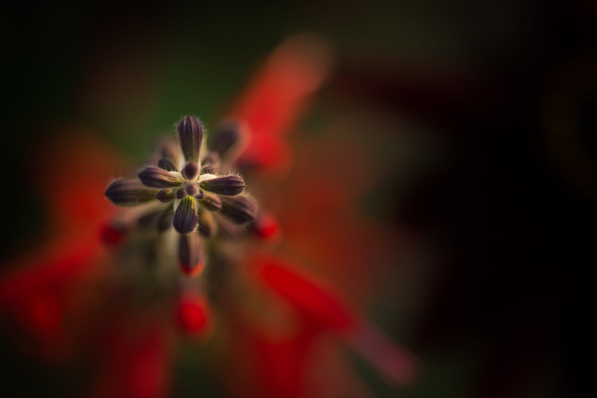 Catherine Shiflett Photography, flora, flower detail, shot on Nikon D800