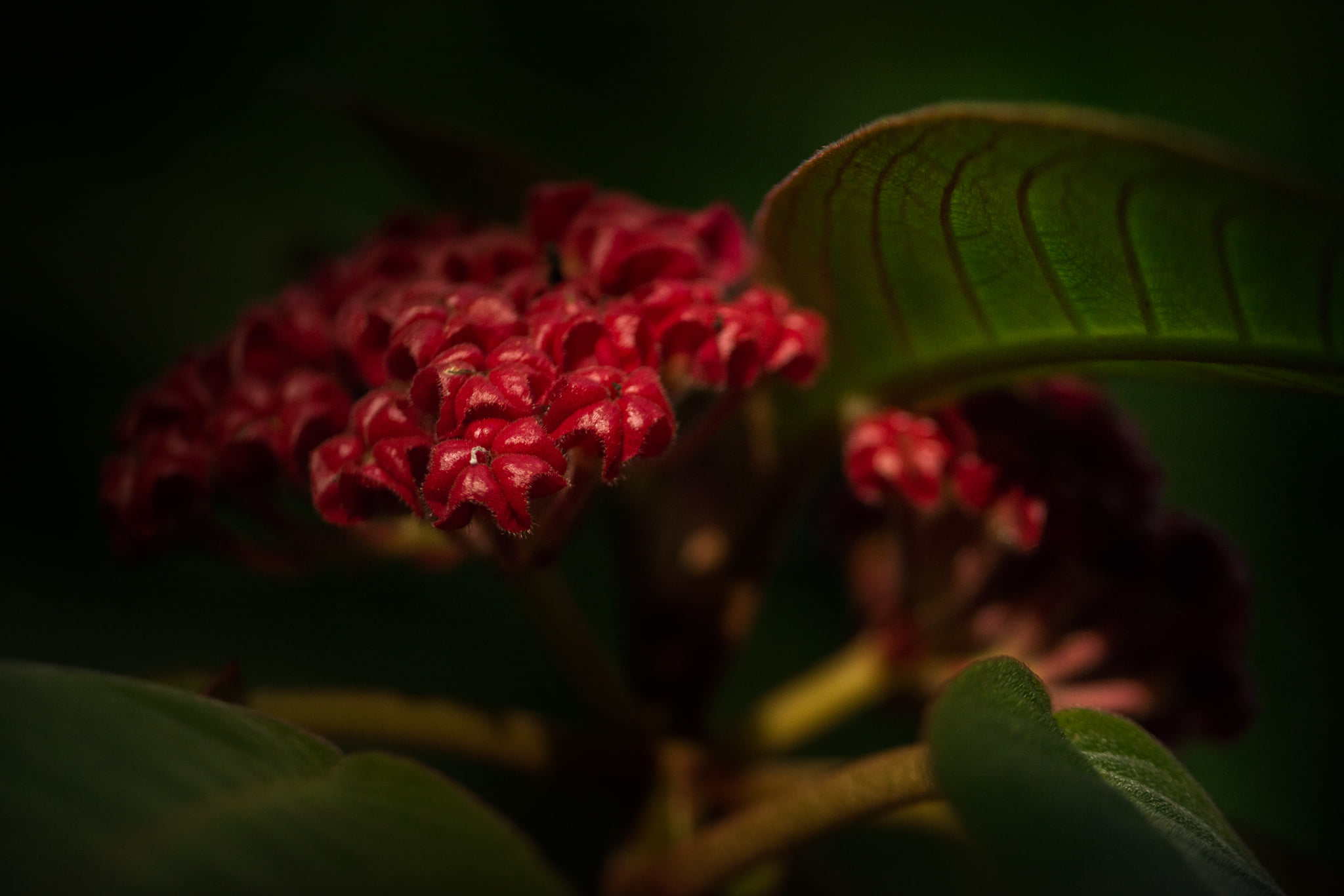 Catherine Shiflett Photography, flora, flower detail, shot on Nikon D800