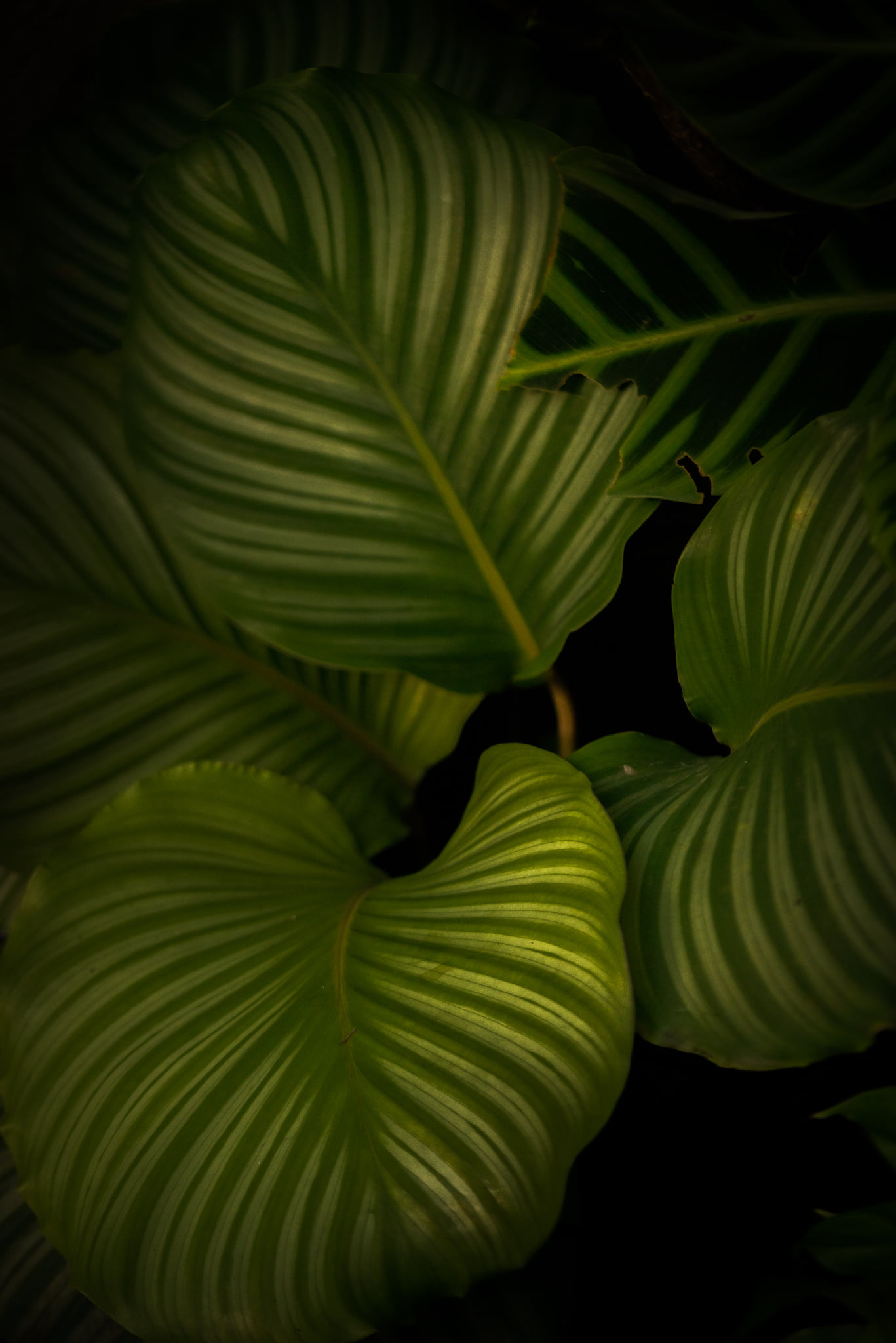 Catherine Shiflett Photography, flora, leaf detail, shot on Nikon D800