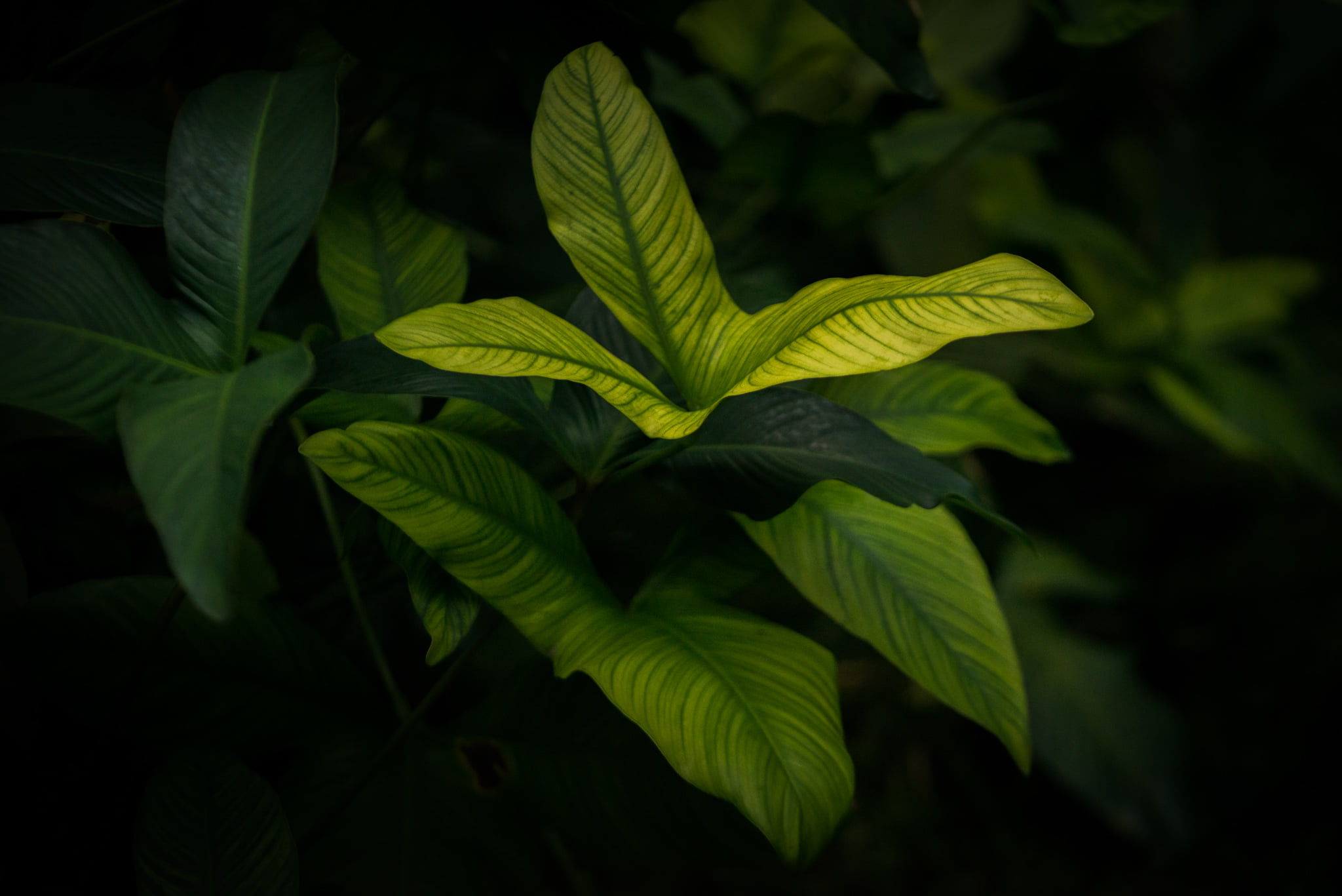 Catherine Shiflett Photography, flora, leaf detail, shot on Nikon D800