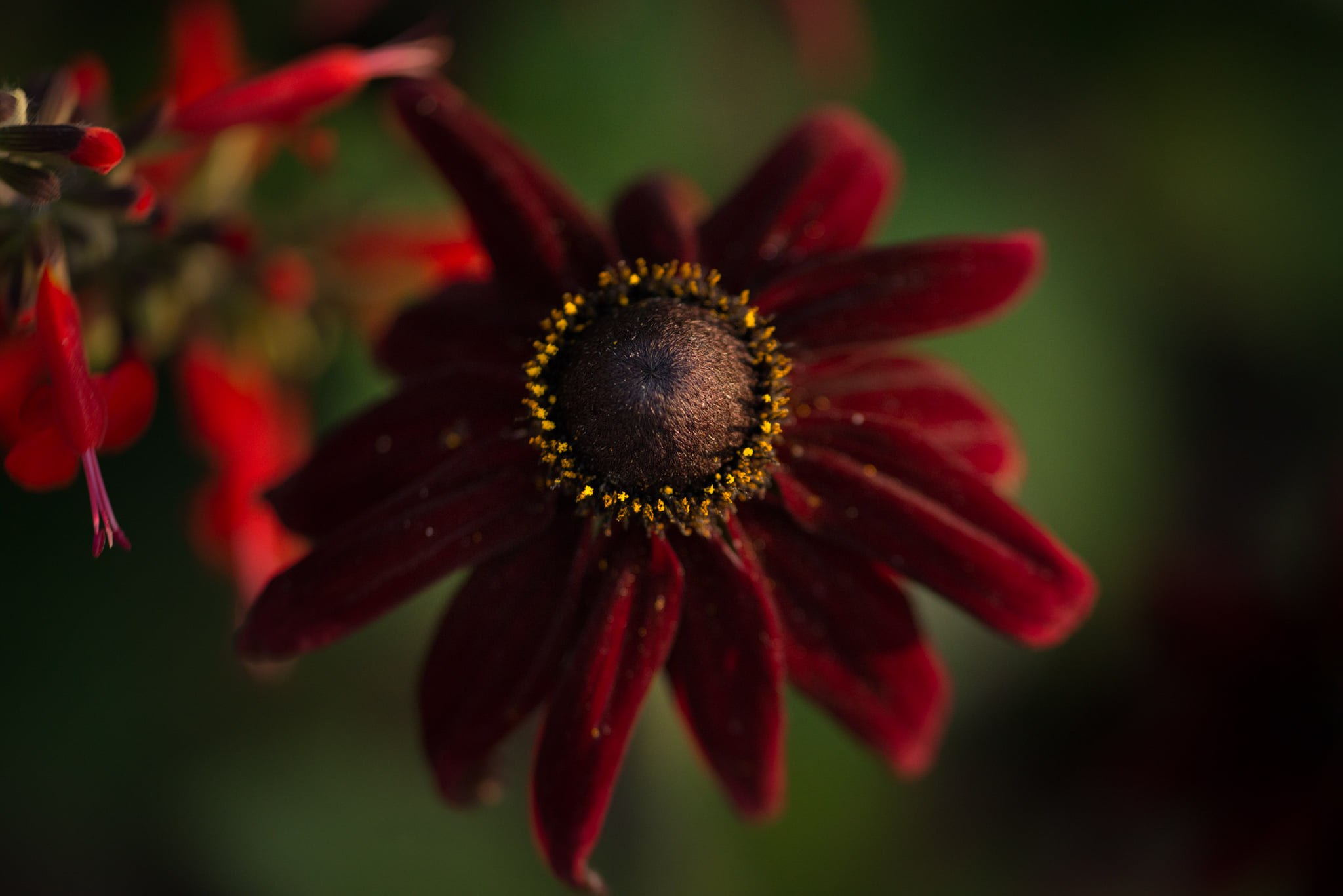 Catherine Shiflett Photography, flora, flower detail, shot on Nikon D800