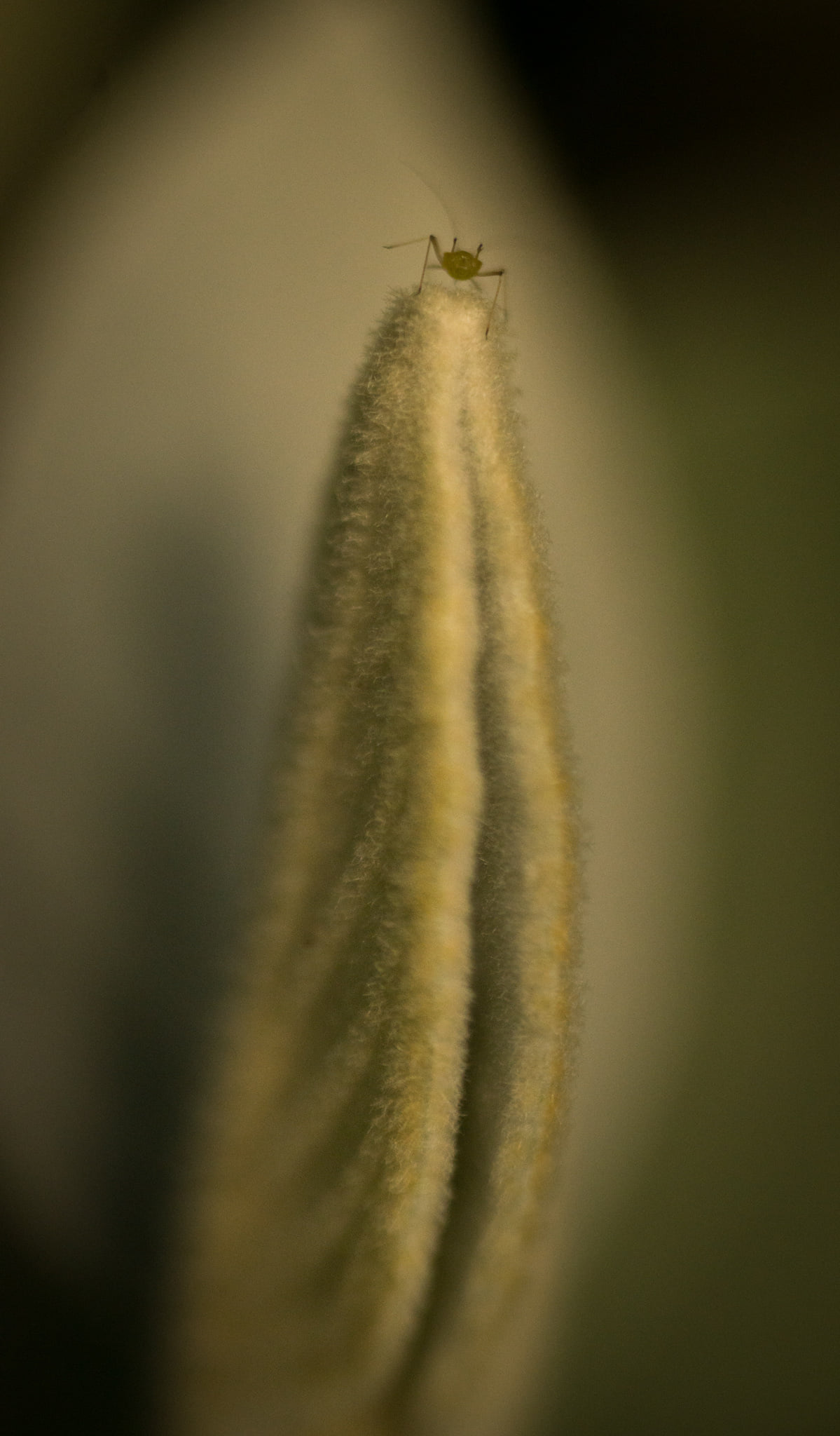 Catherine Shiflett Photography, flora, flower detail, insect, shot on Nikon D800