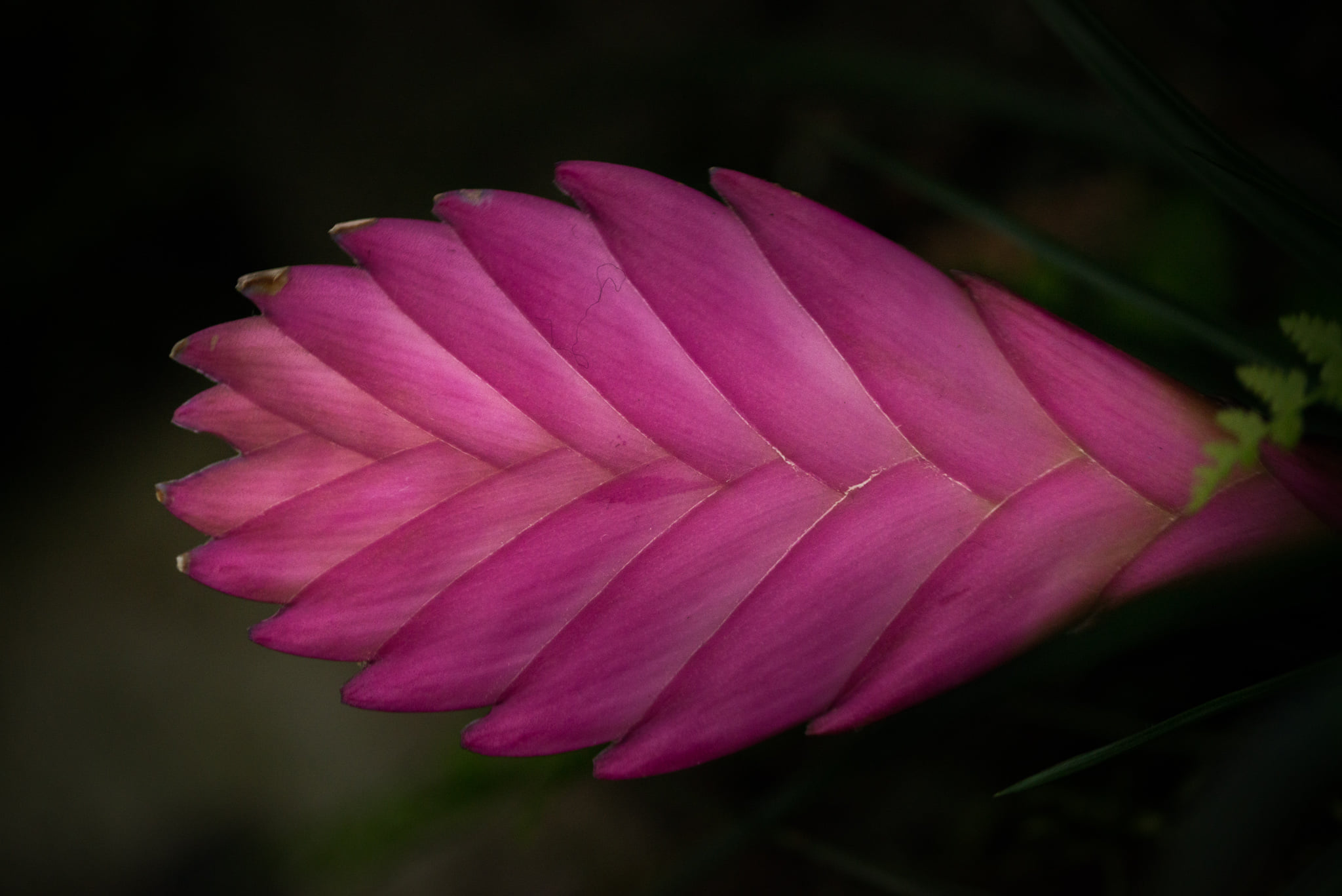 Catherine Shiflett Photography, flora, flower detail, shot on Nikon D800