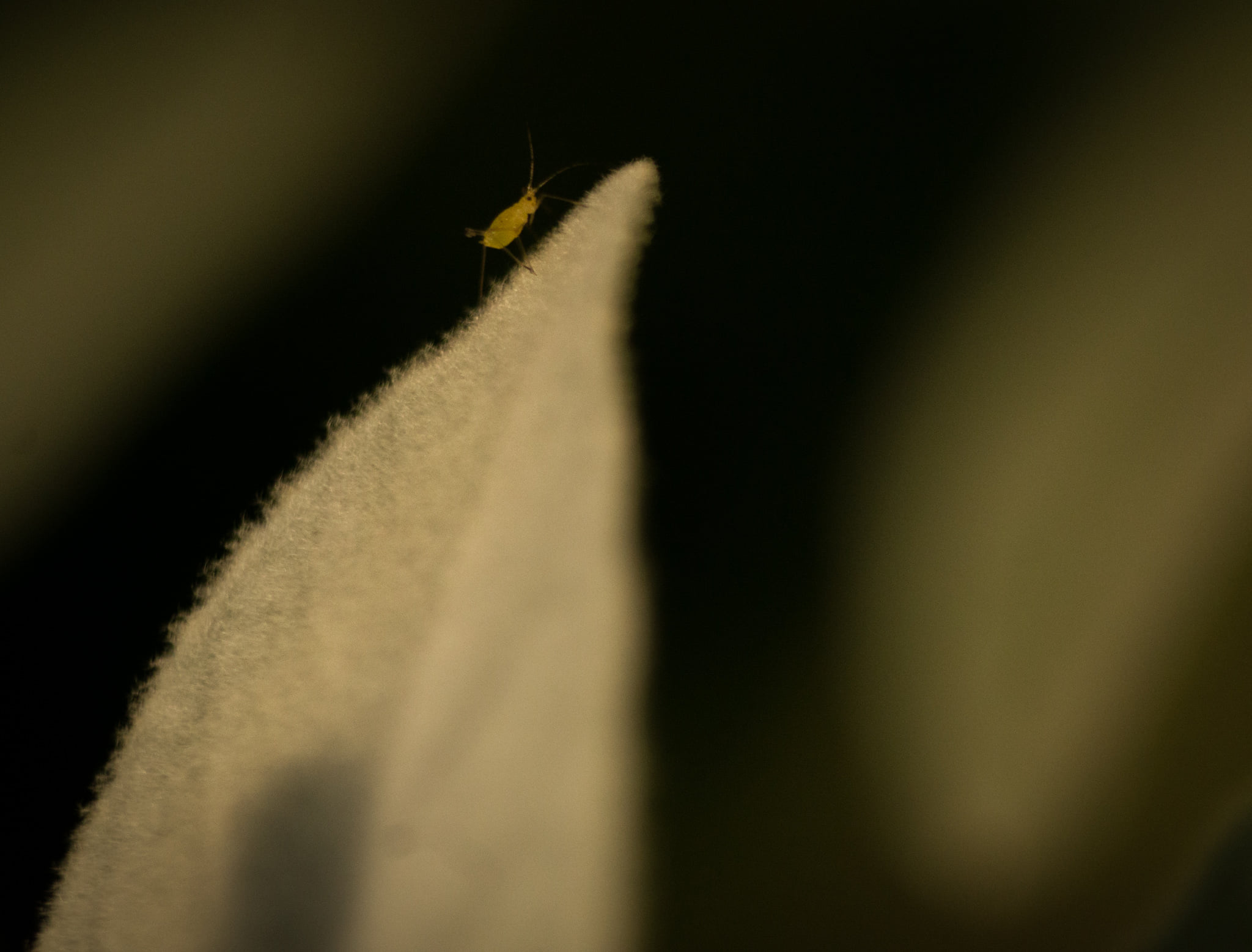 Catherine Shiflett Photography, flora, flower detail, insect on a flower, shot on Nikon D800