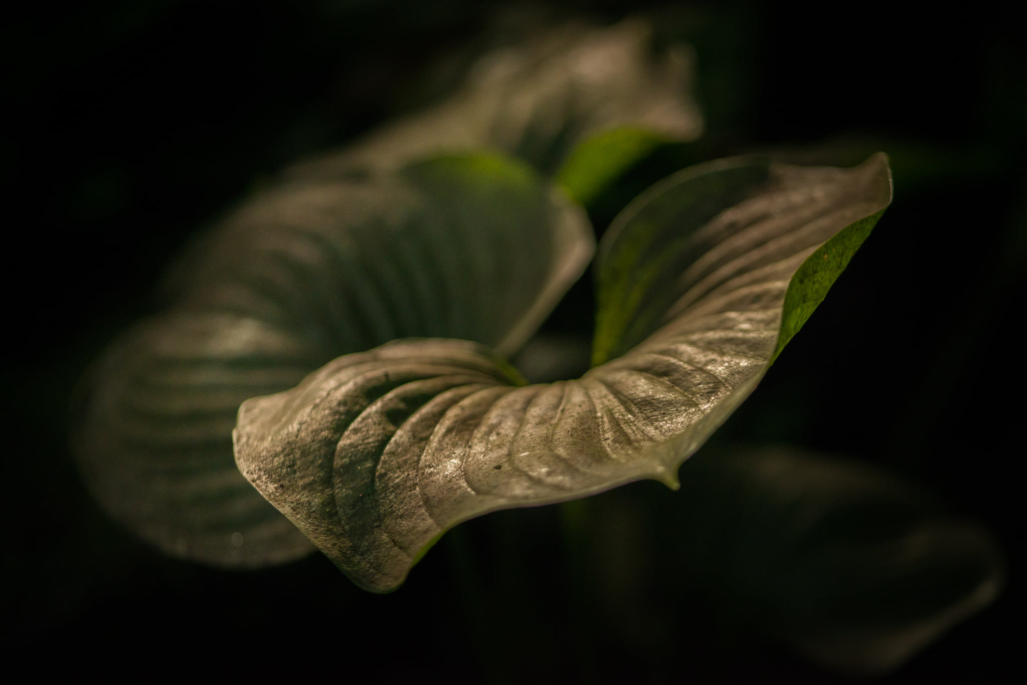 Catherine Shiflett Photography, flora, leaf detail, shot on Nikon D800