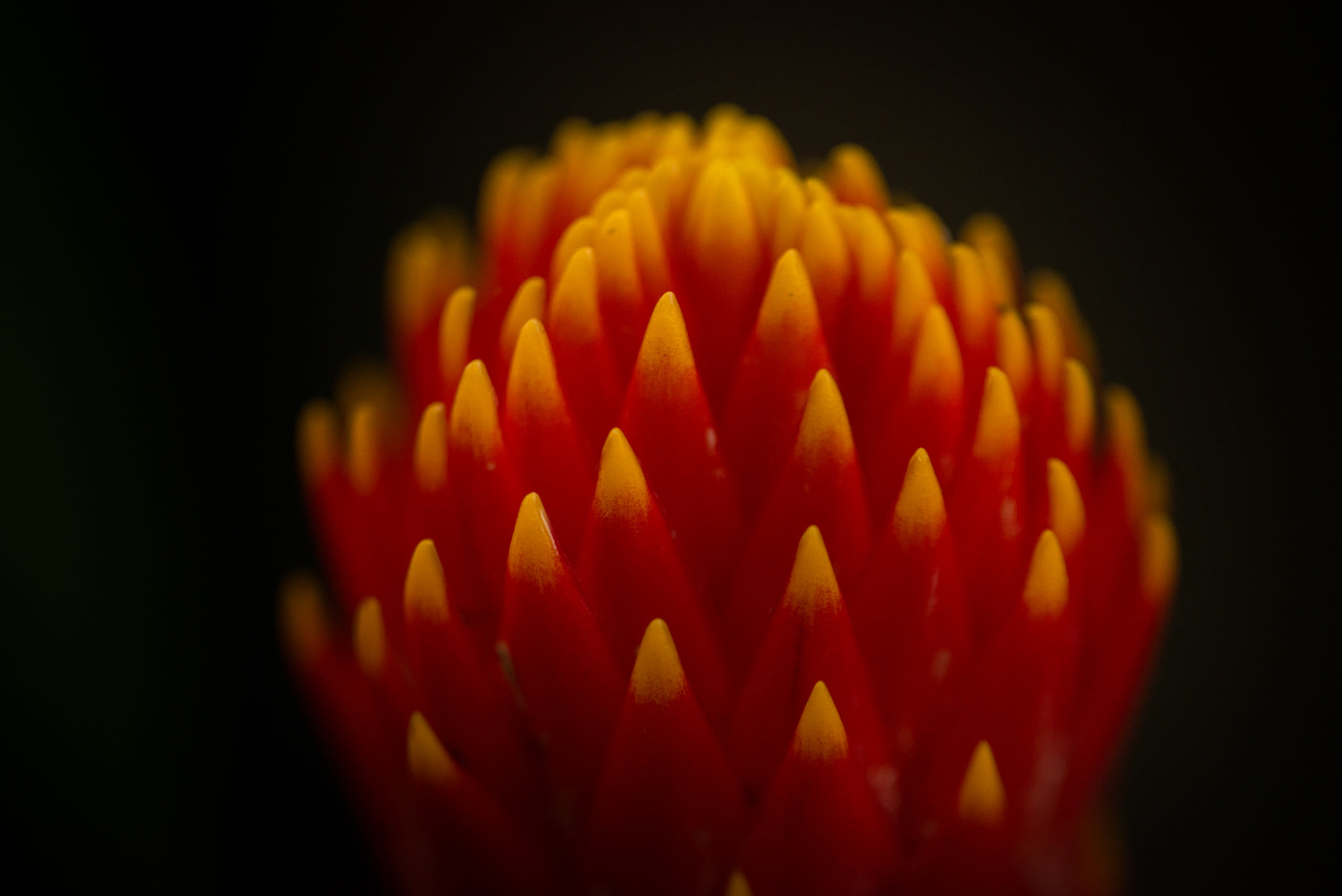 Catherine Shiflett Photography, flora, red, orange, and yellow flower detail, shot on Nikon D800