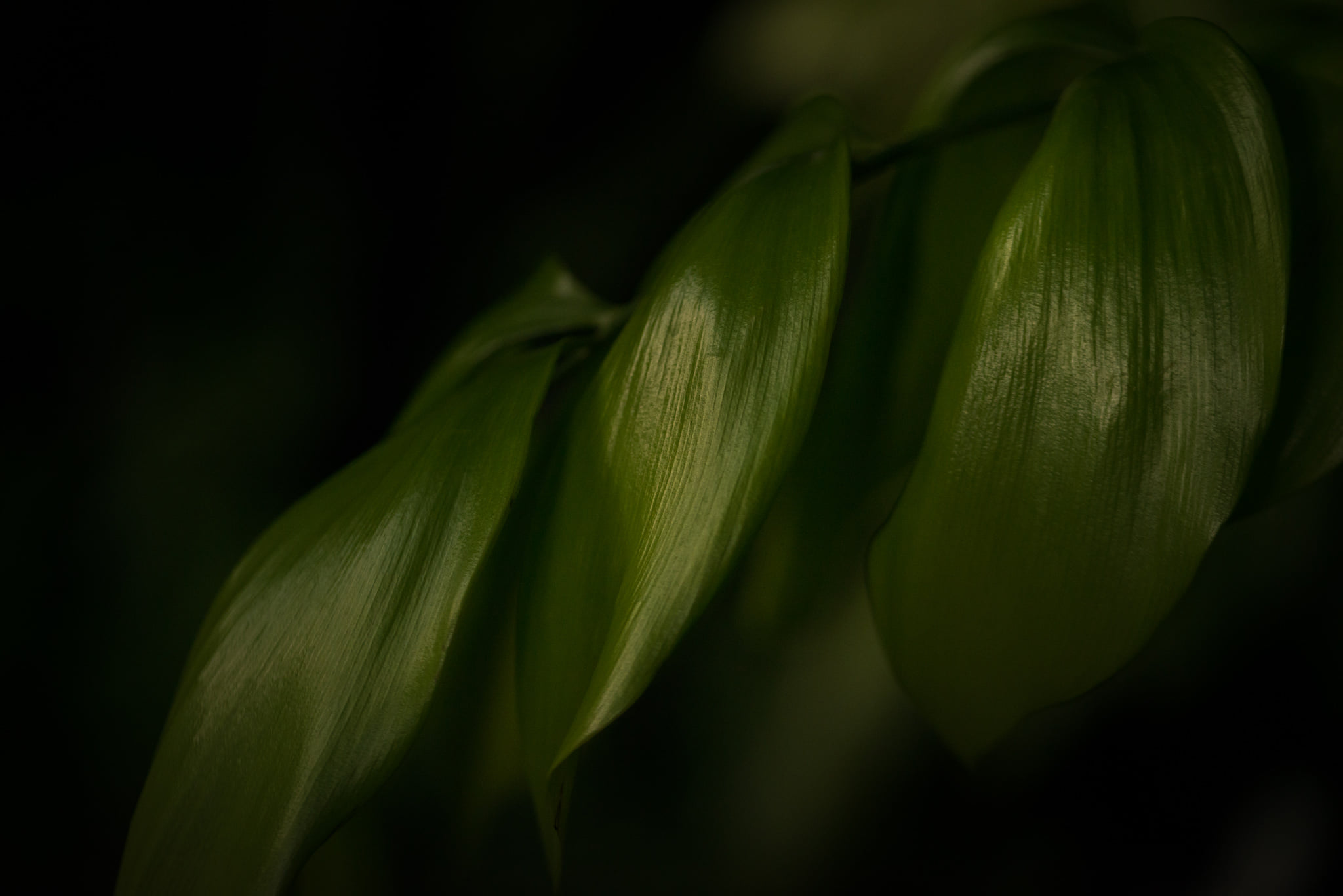 Catherine Shiflett Photography, flora, leaf detail, shot on Nikon D800