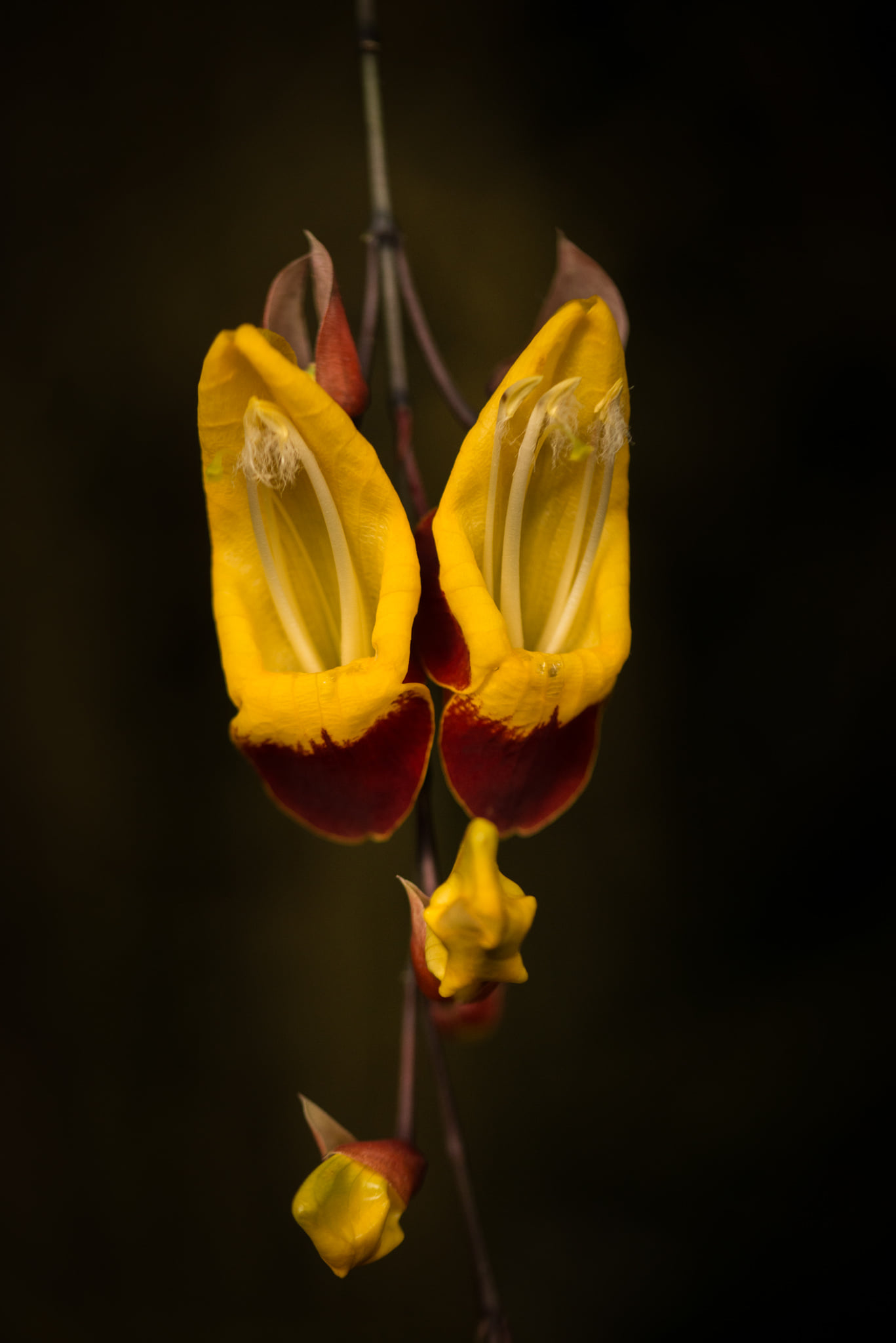 Catherine Shiflett Photography, flora, flower detail, shot on Nikon D800