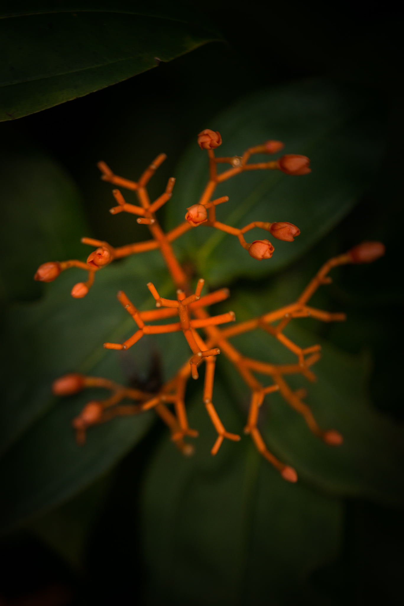 Catherine Shiflett Photography, flora, flower detail, shot on Nikon D800