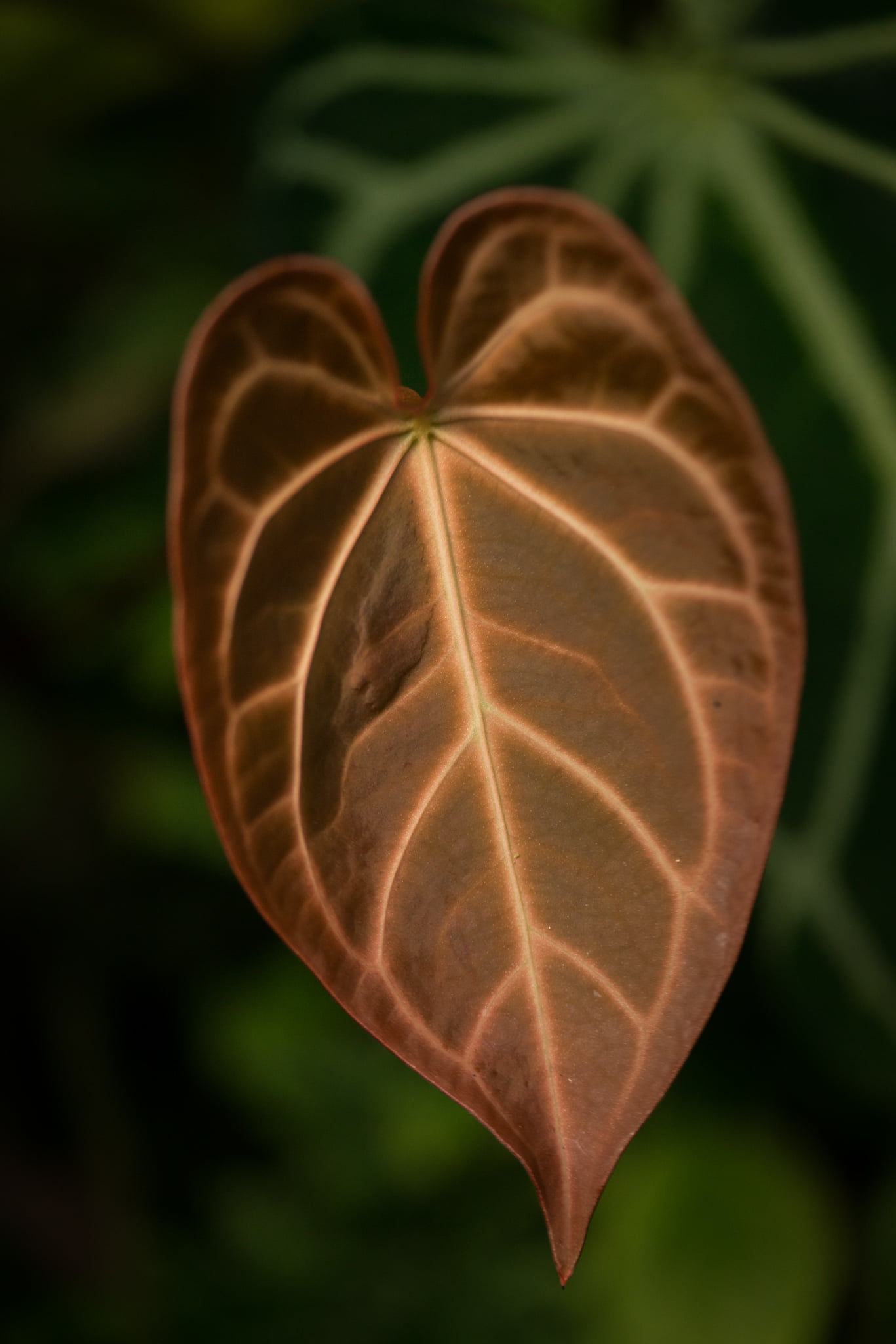 Catherine Shiflett Photography, flora, leaf detail, shot on Nikon D800