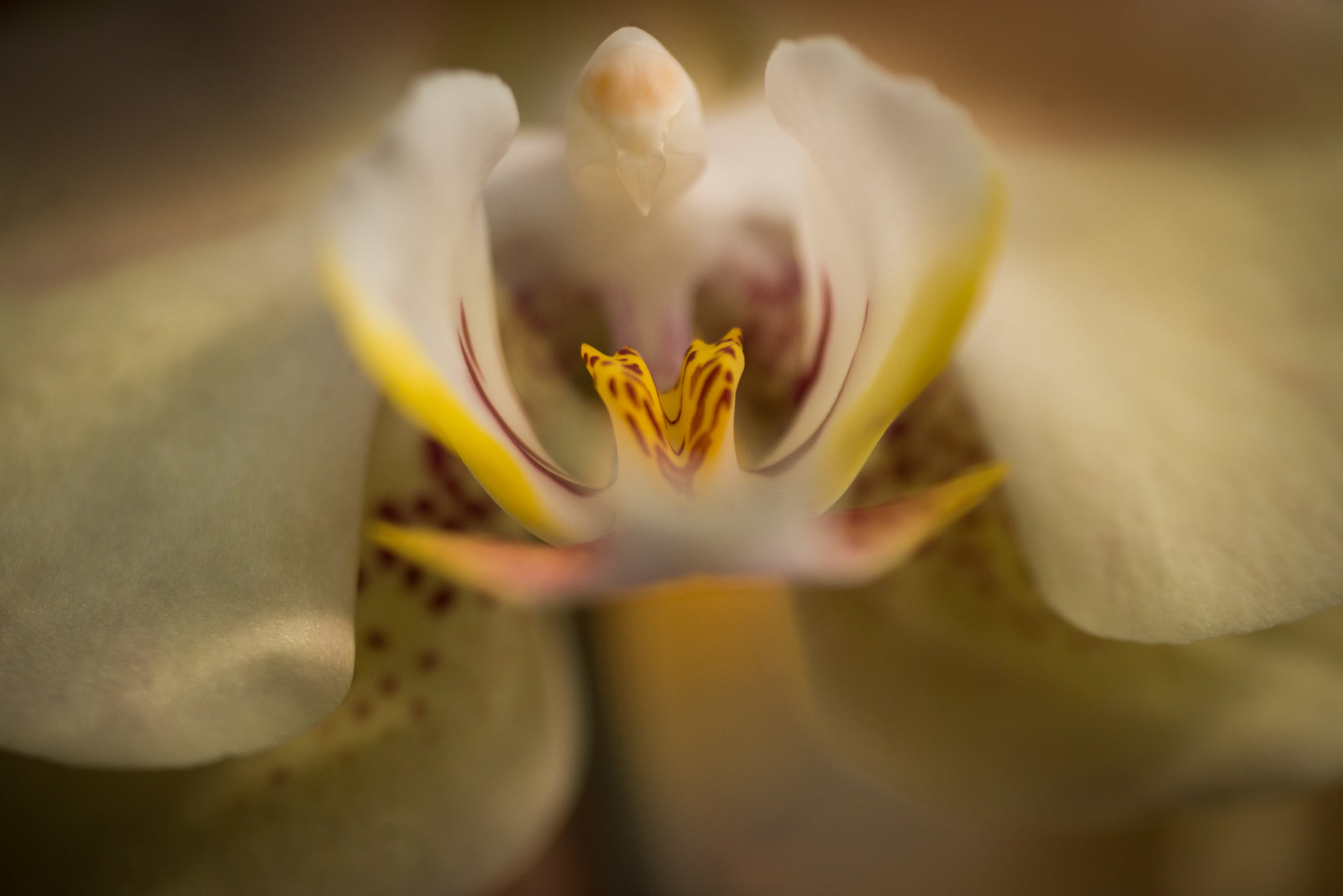 Catherine Shiflett Photography, flora, orchid, shot on Nikon D800