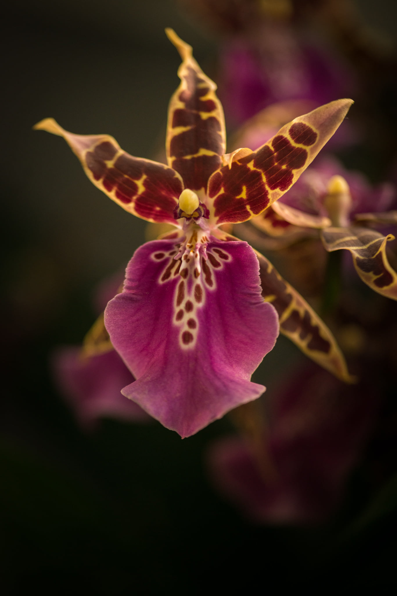 Catherine Shiflett Photography, flora, orchid, shot on Nikon D800