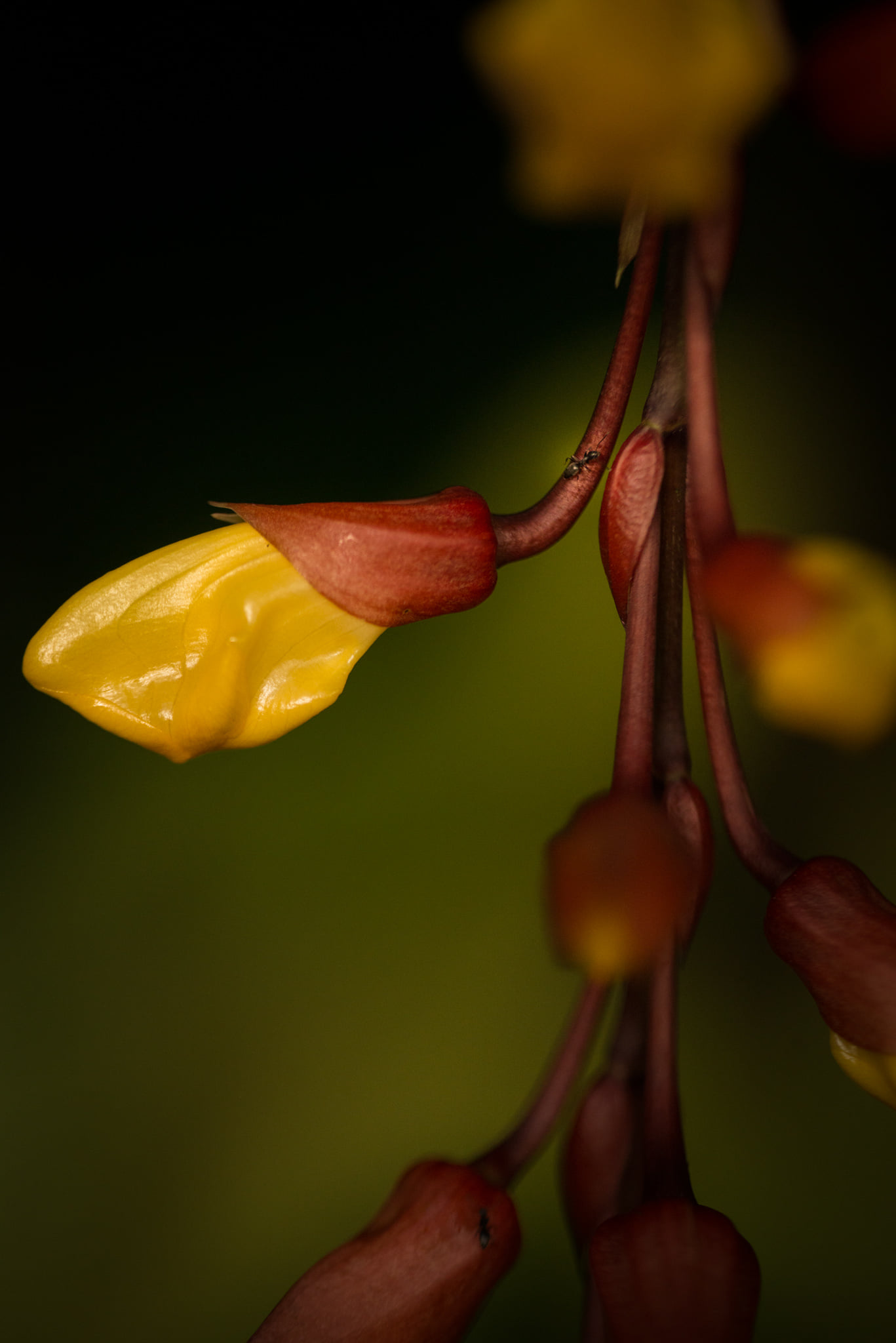 Catherine Shiflett Photography, flora, yellow flower, shot on Nikon D800